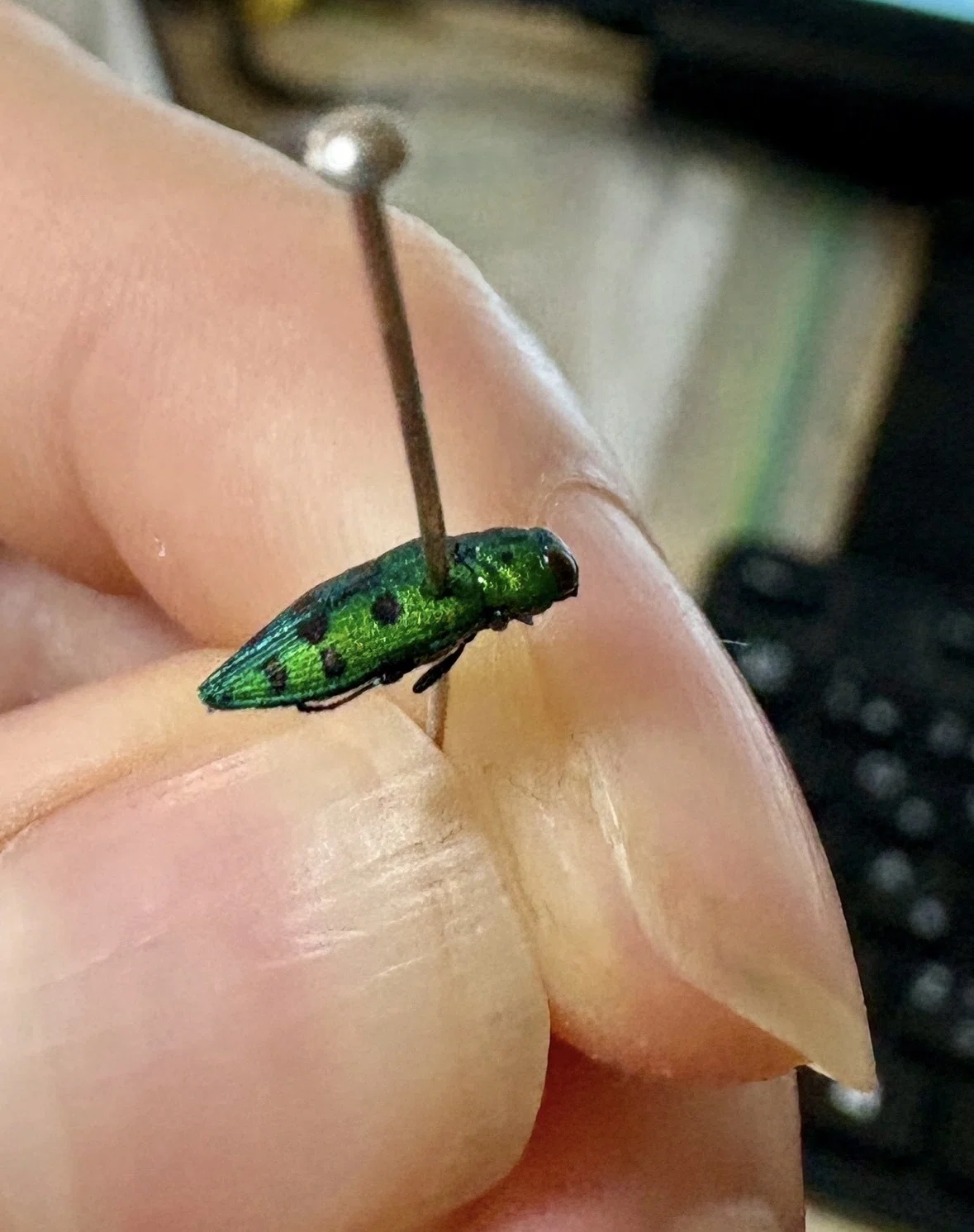 ㉗タマムシの魅力｜ガク虫(学生の虫屋)