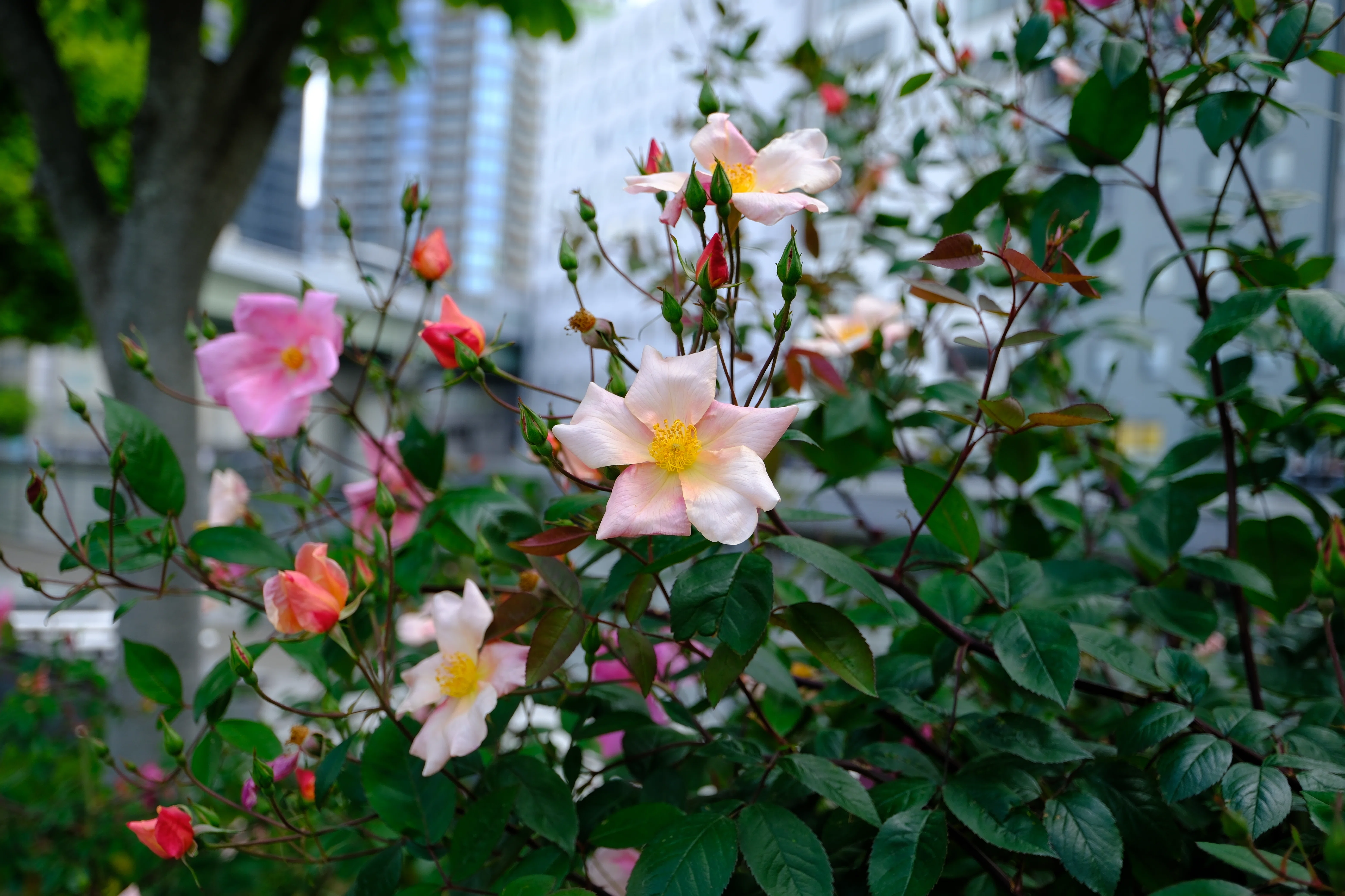 📷X-T30III × 🌹Nakanoshima Rose Garden | Mutabilis｜ぱぽにゃん