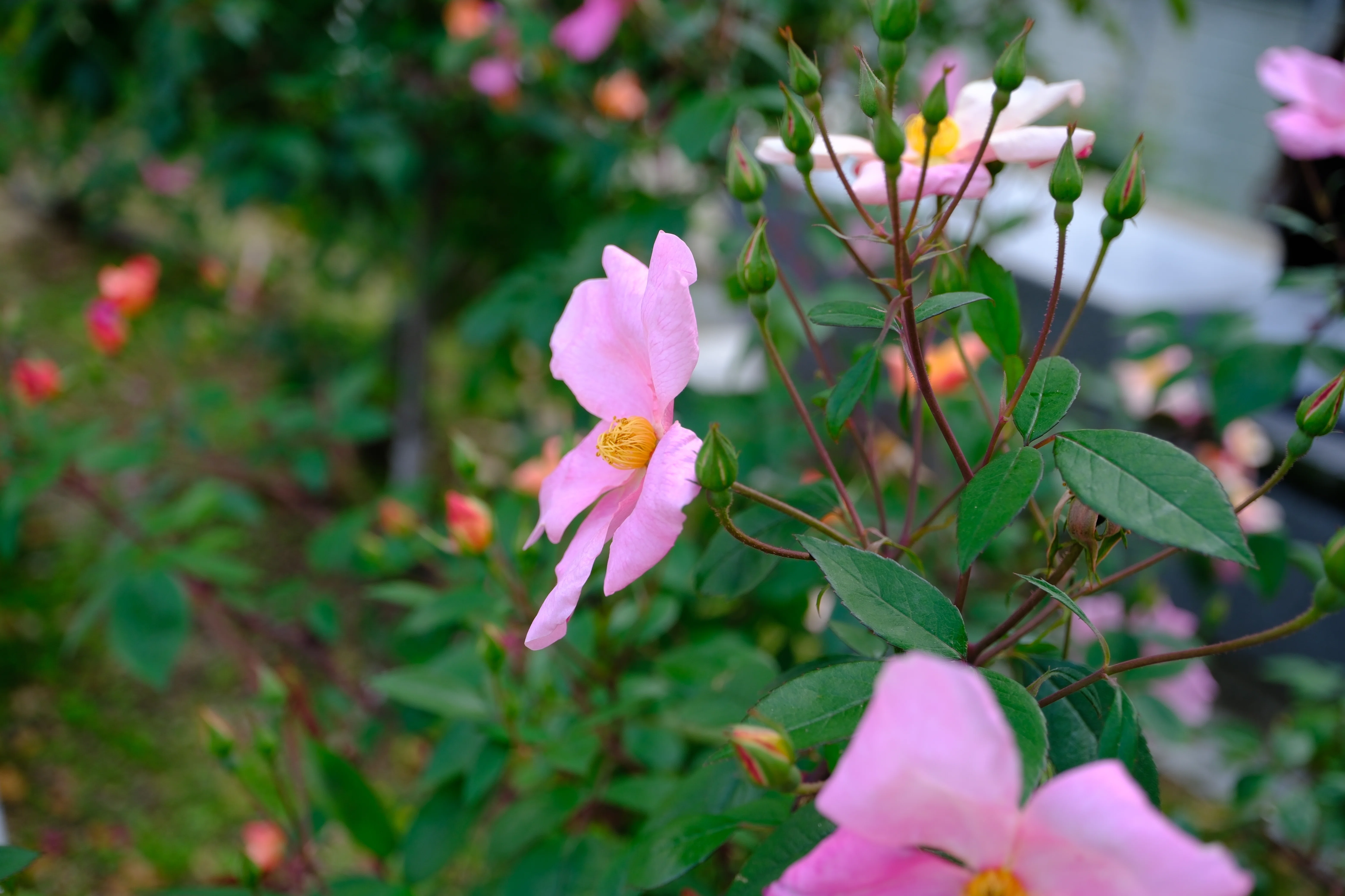 📷X-T30III × 🌹Nakanoshima Rose Garden | Mutabilis｜ぱぽにゃん