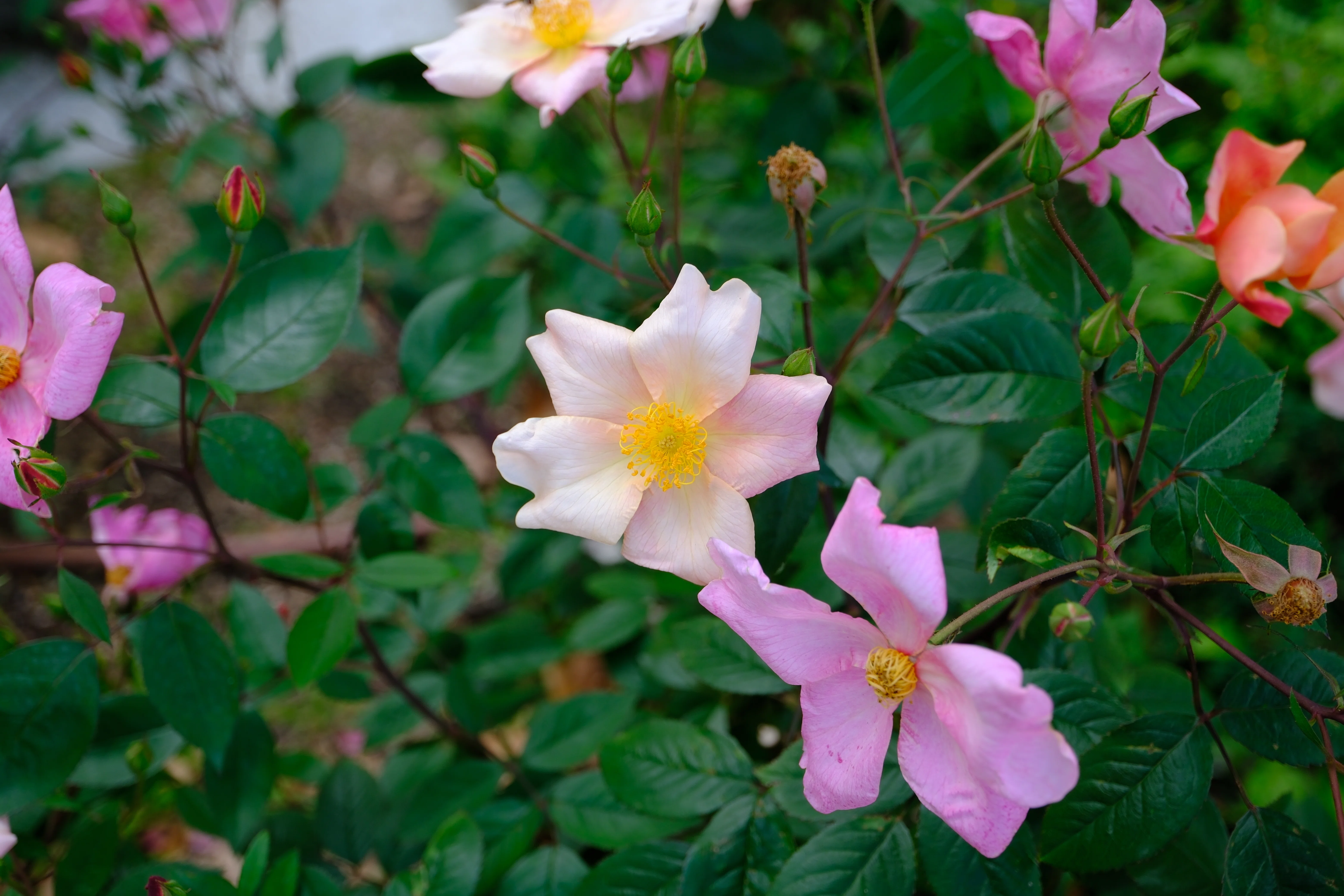 📷X-T30III × 🌹Nakanoshima Rose Garden | Mutabilis｜ぱぽにゃん