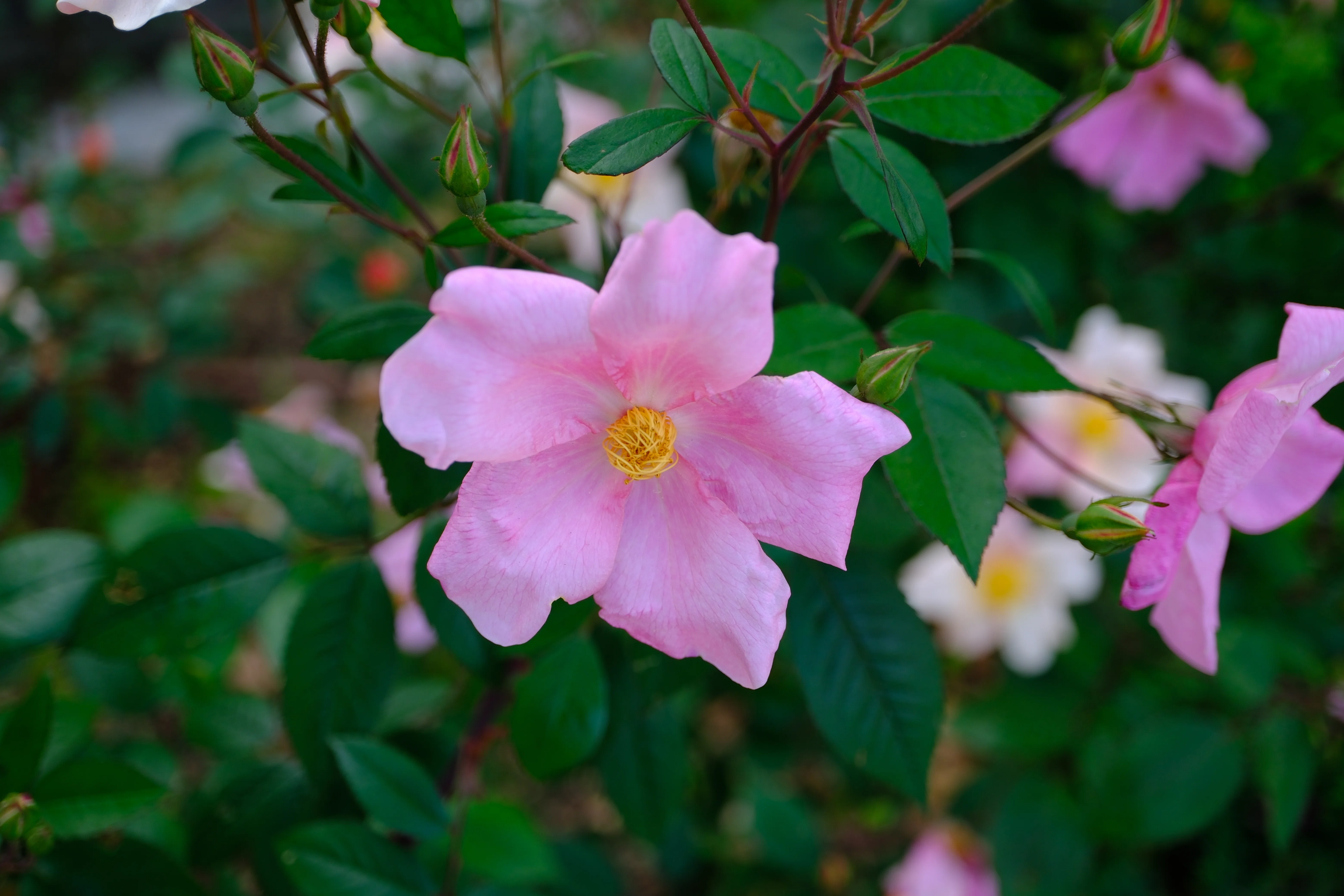 📷X-T30III × 🌹Nakanoshima Rose Garden | Mutabilis｜ぱぽにゃん