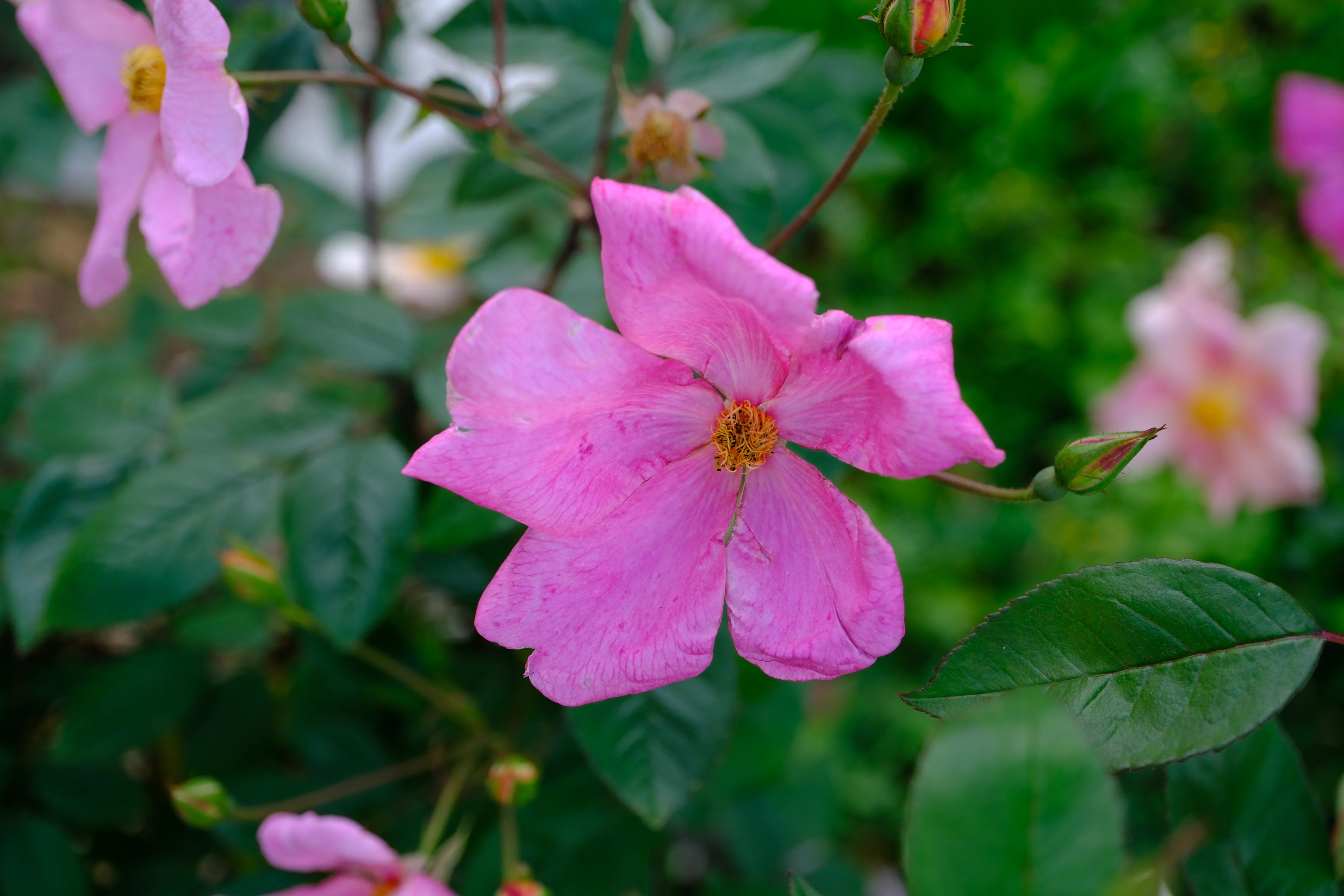 📷X-T30III × 🌹Nakanoshima Rose Garden | Mutabilis｜ぱぽにゃん