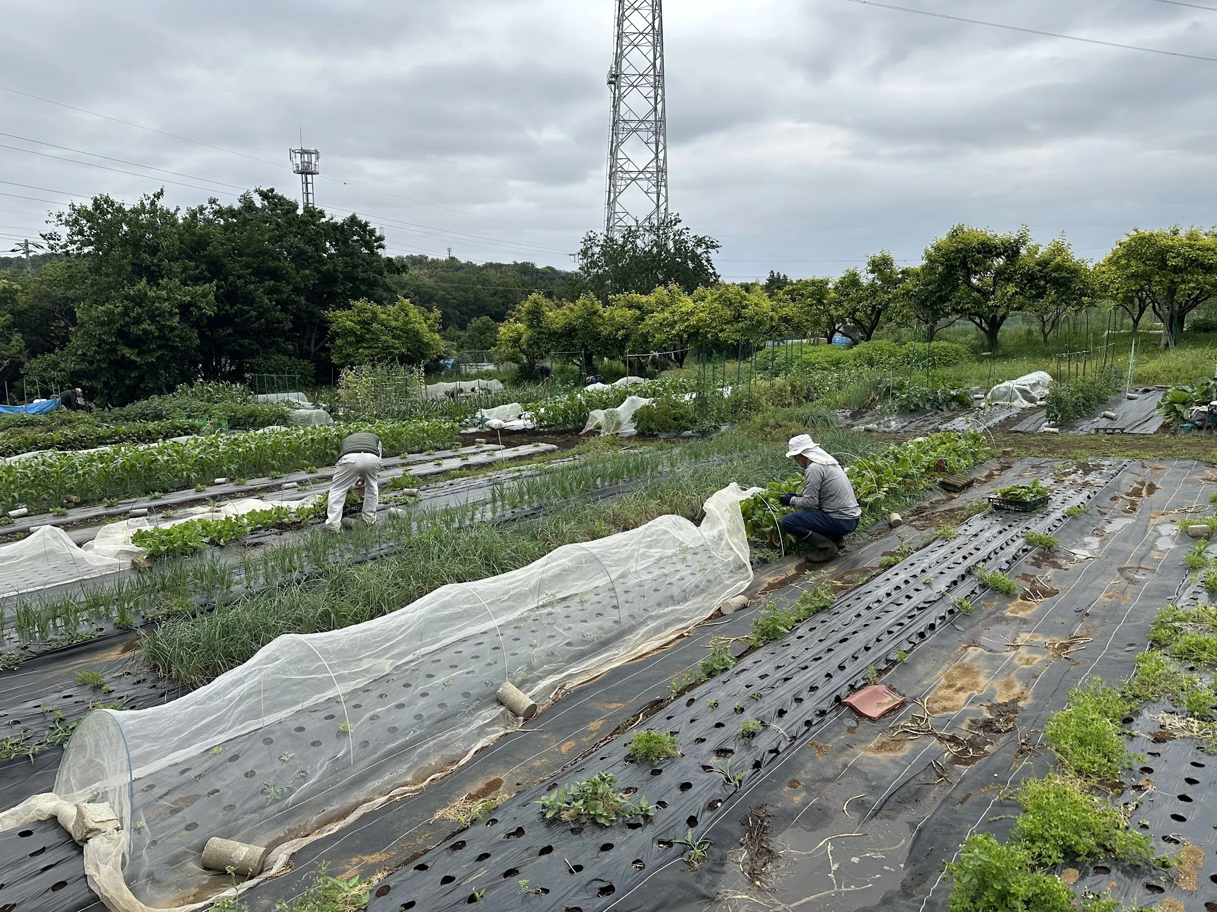 2026/05/23(土) 共同作業｜【公式】町田里山農の会