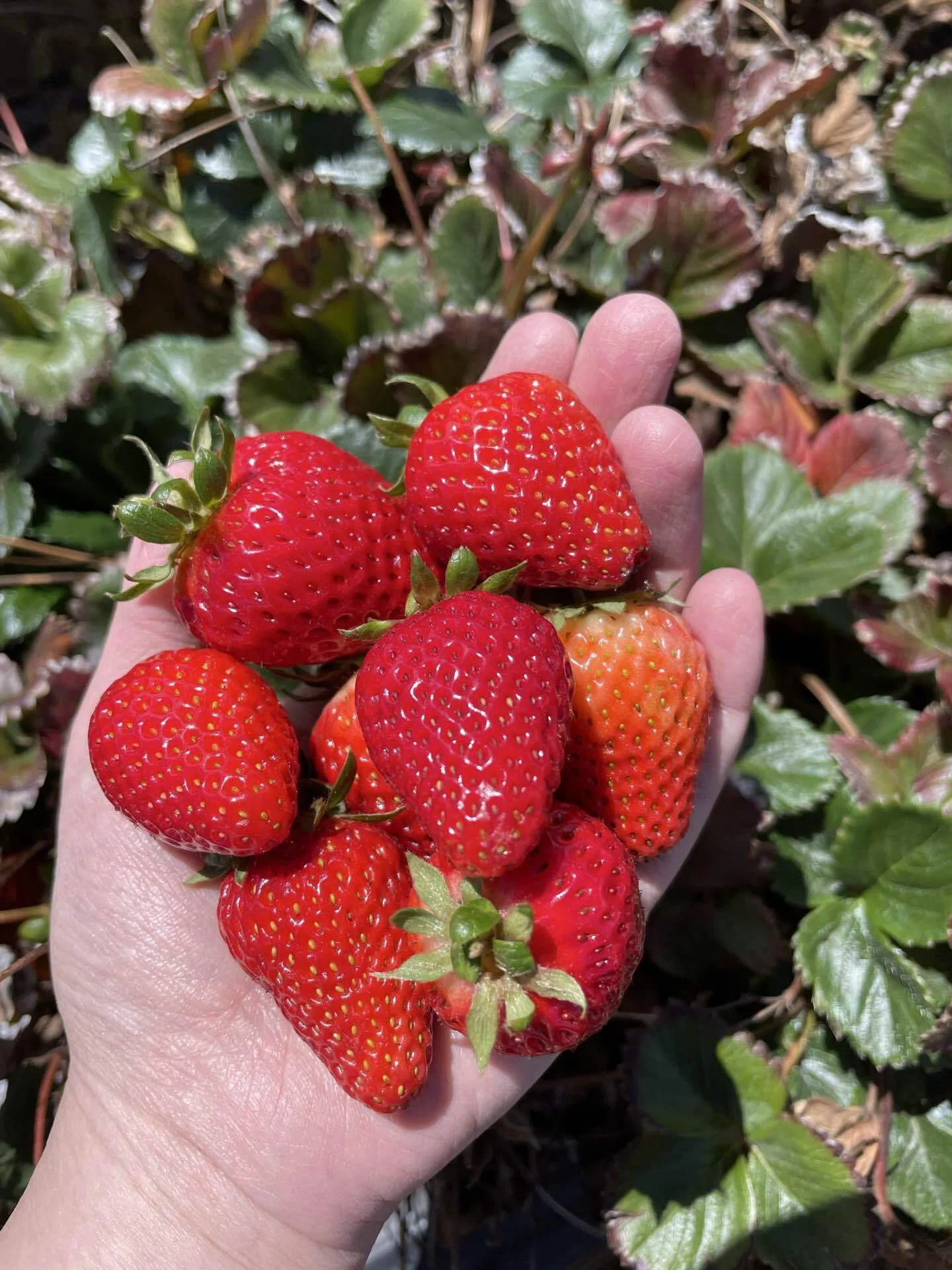 Catch Me in the Strawberry Field｜しましま：Bibliotecaria