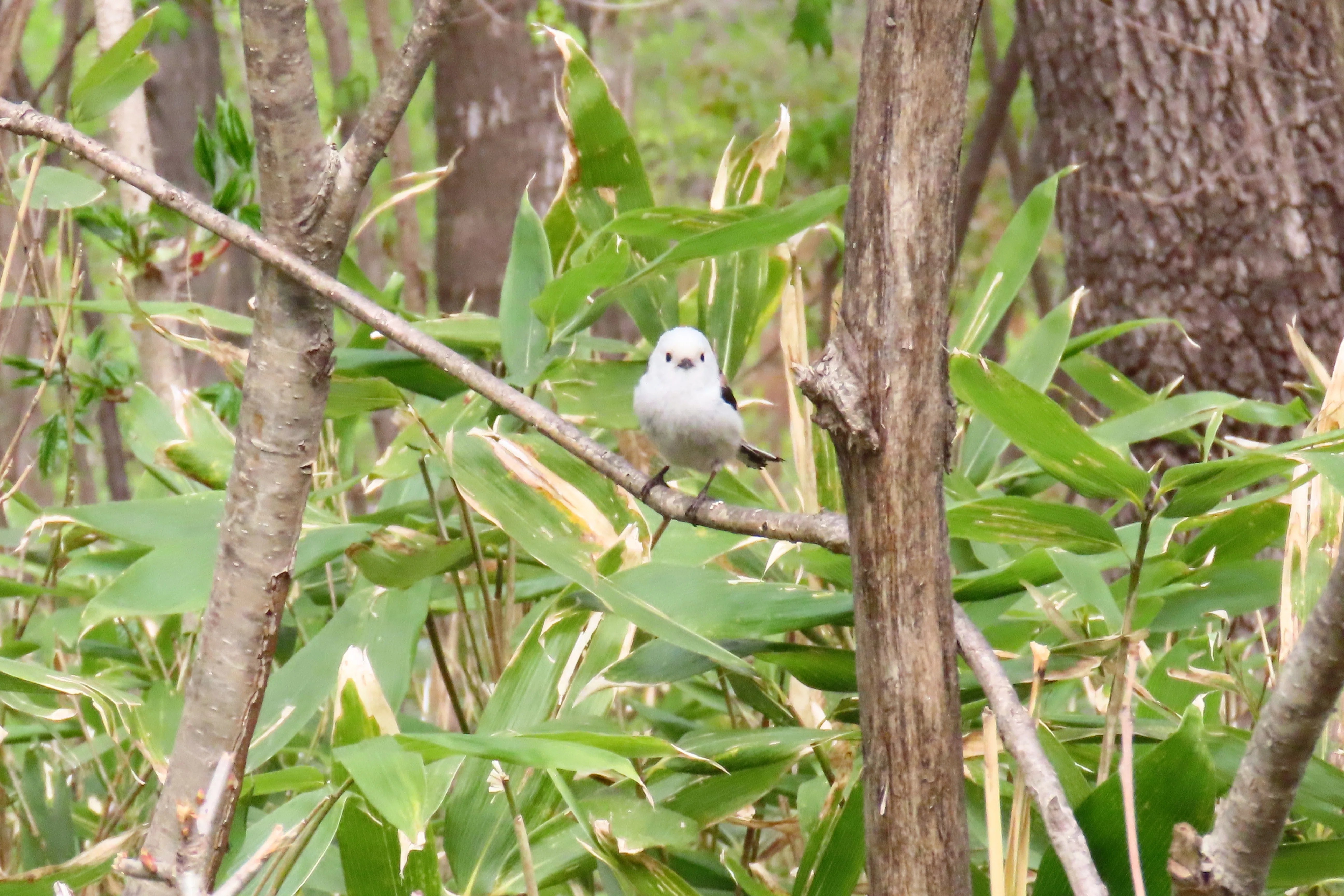 春の初めから中旬までに出会った鳥たち…｜ネリ