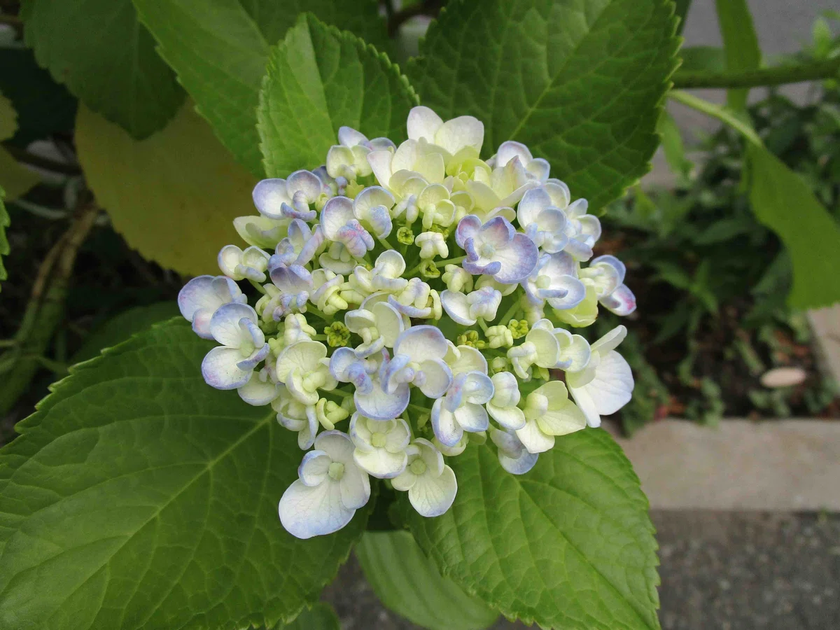 紫陽花