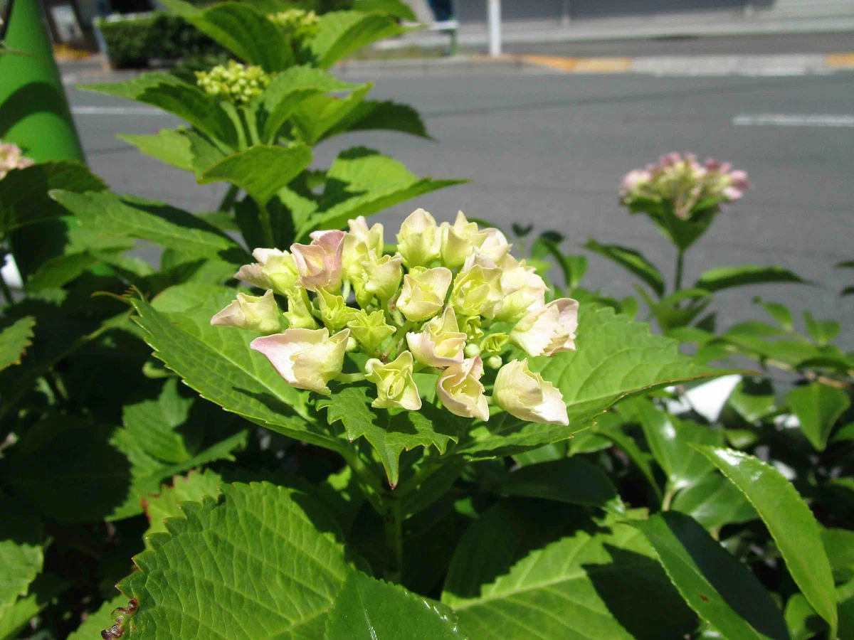 紫陽花