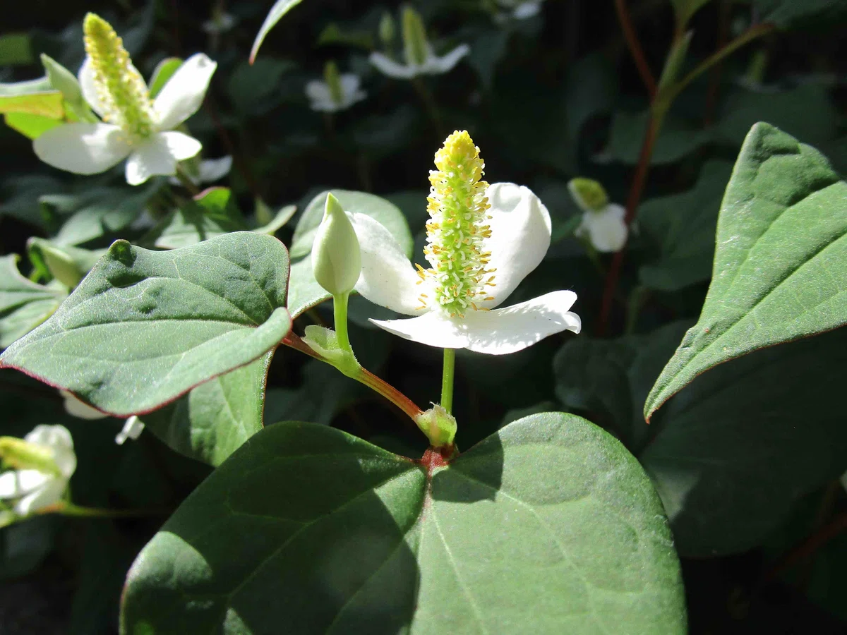 どくだみの花