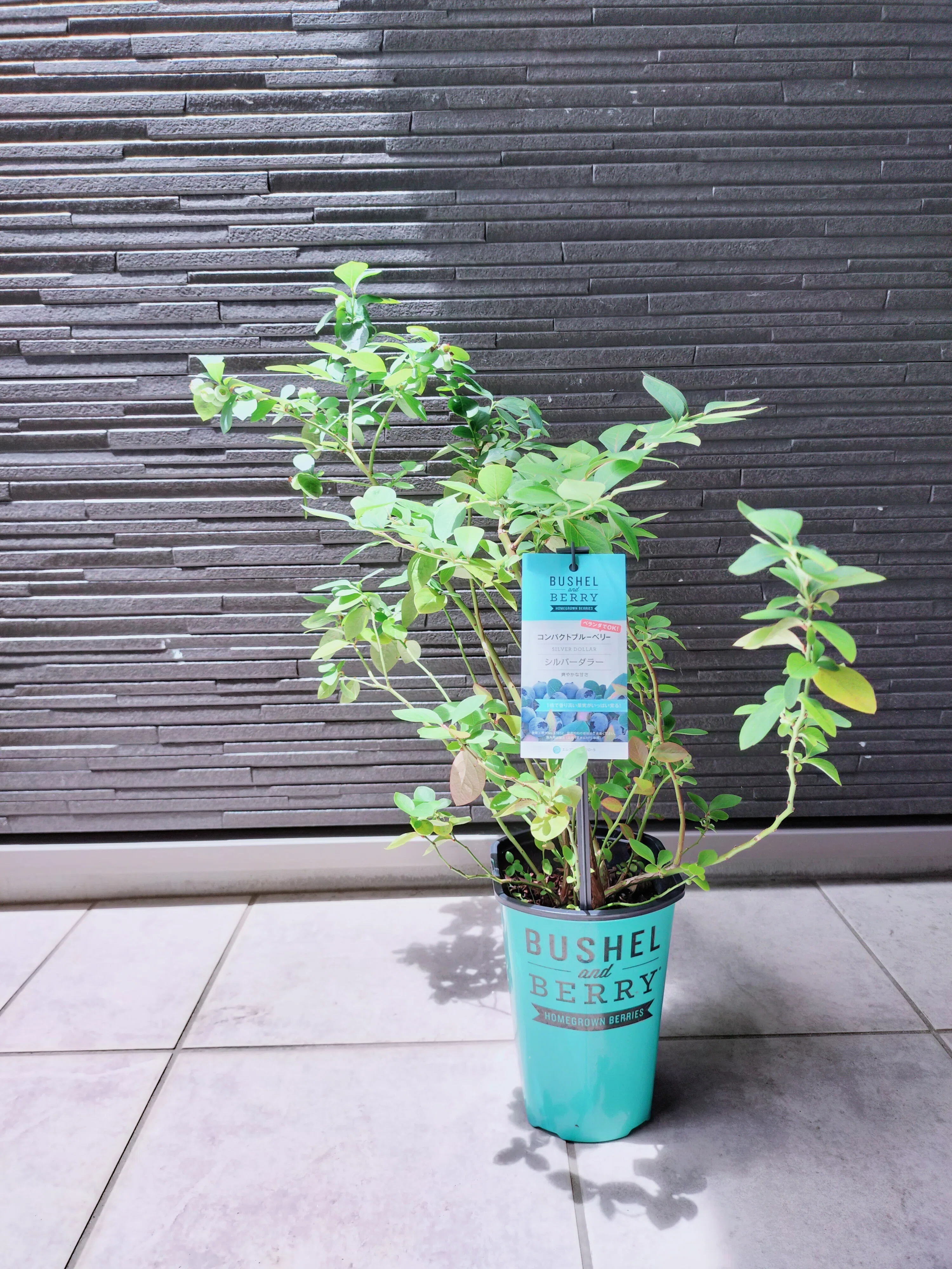 ブルーベリー ブルーベリーの植え替え🫐不向きな5月にやってみた🫒探してた苗に