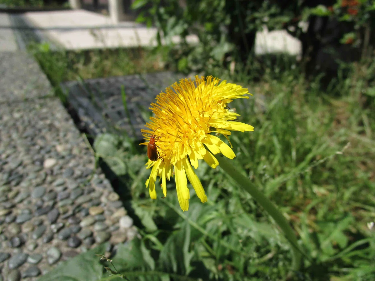 蒲公英に虫が飛んできた
