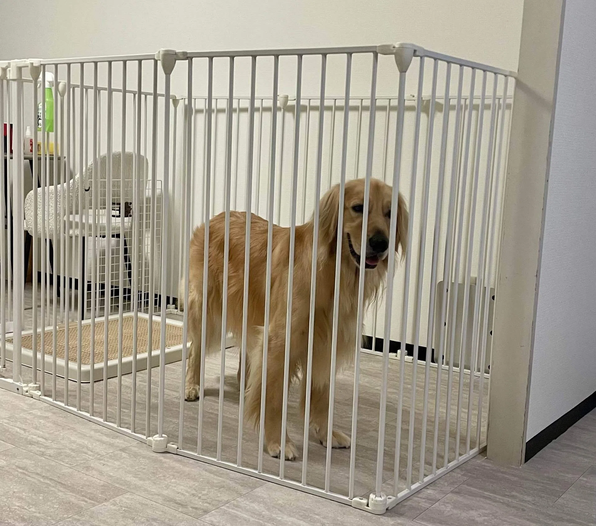 倒れない、壊れない、お留守番も安心。大型犬サークルの正直レビュー 