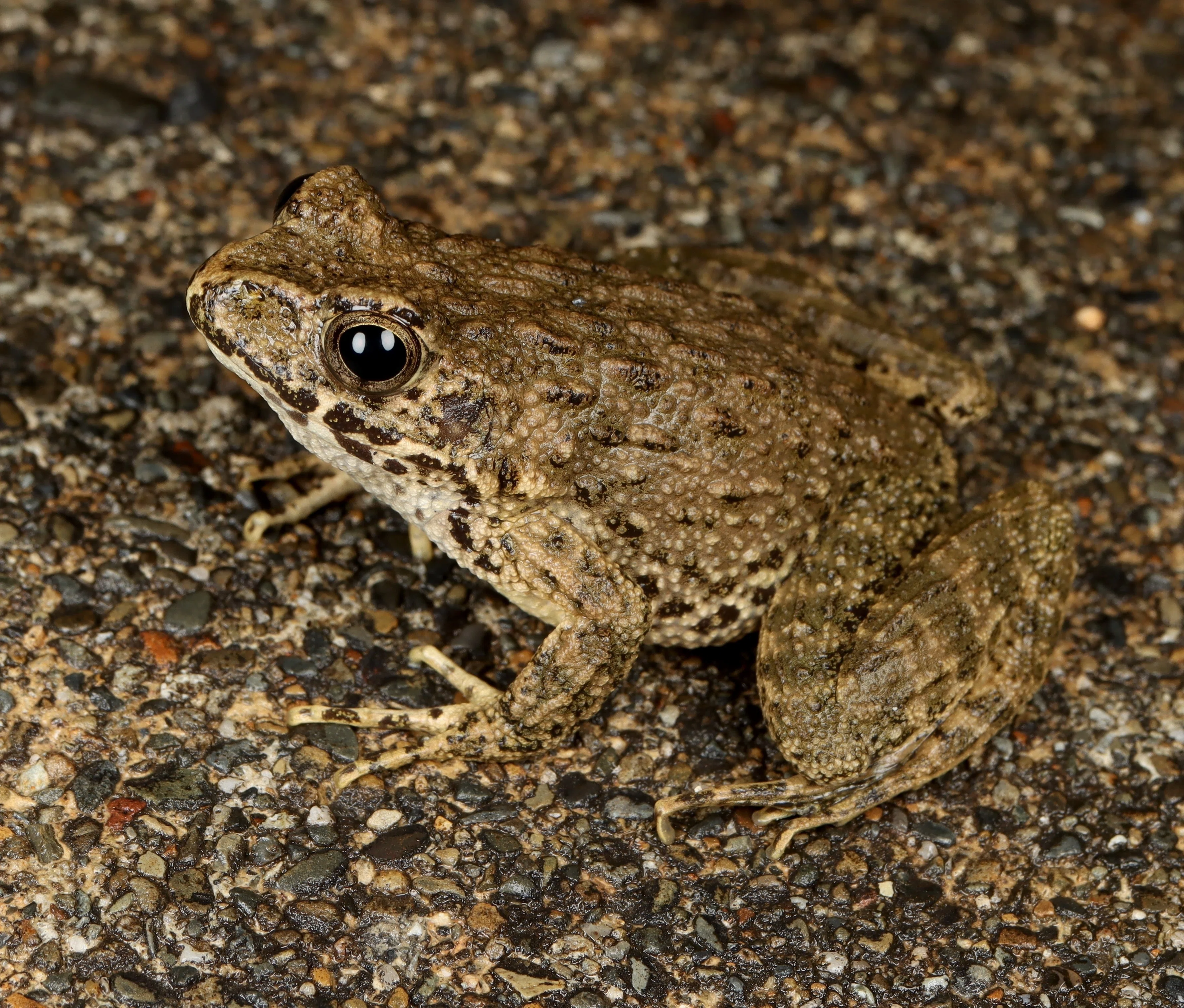 識別ポイントからカエルを正しく見分けよう カエルとオタマジャクシ