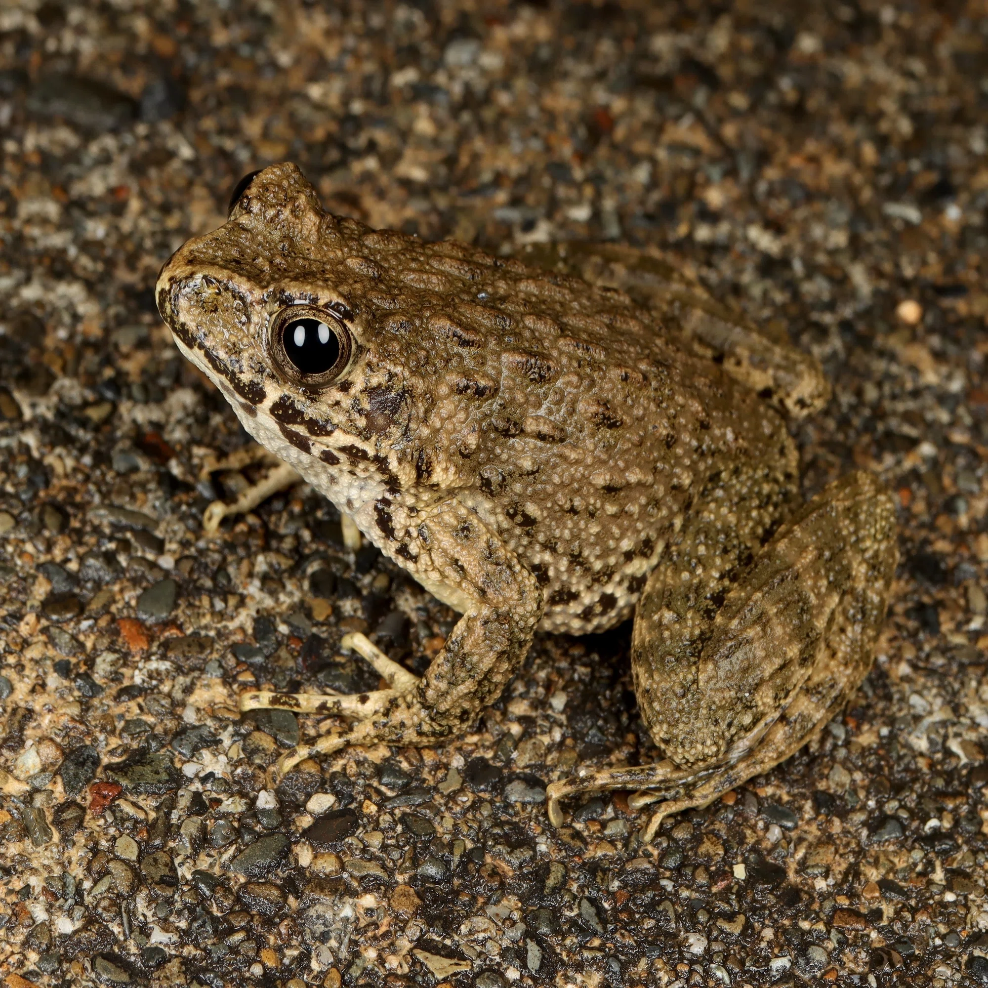 識別ポイントからカエルを正しく見分けよう カエルとオタマジャクシ 