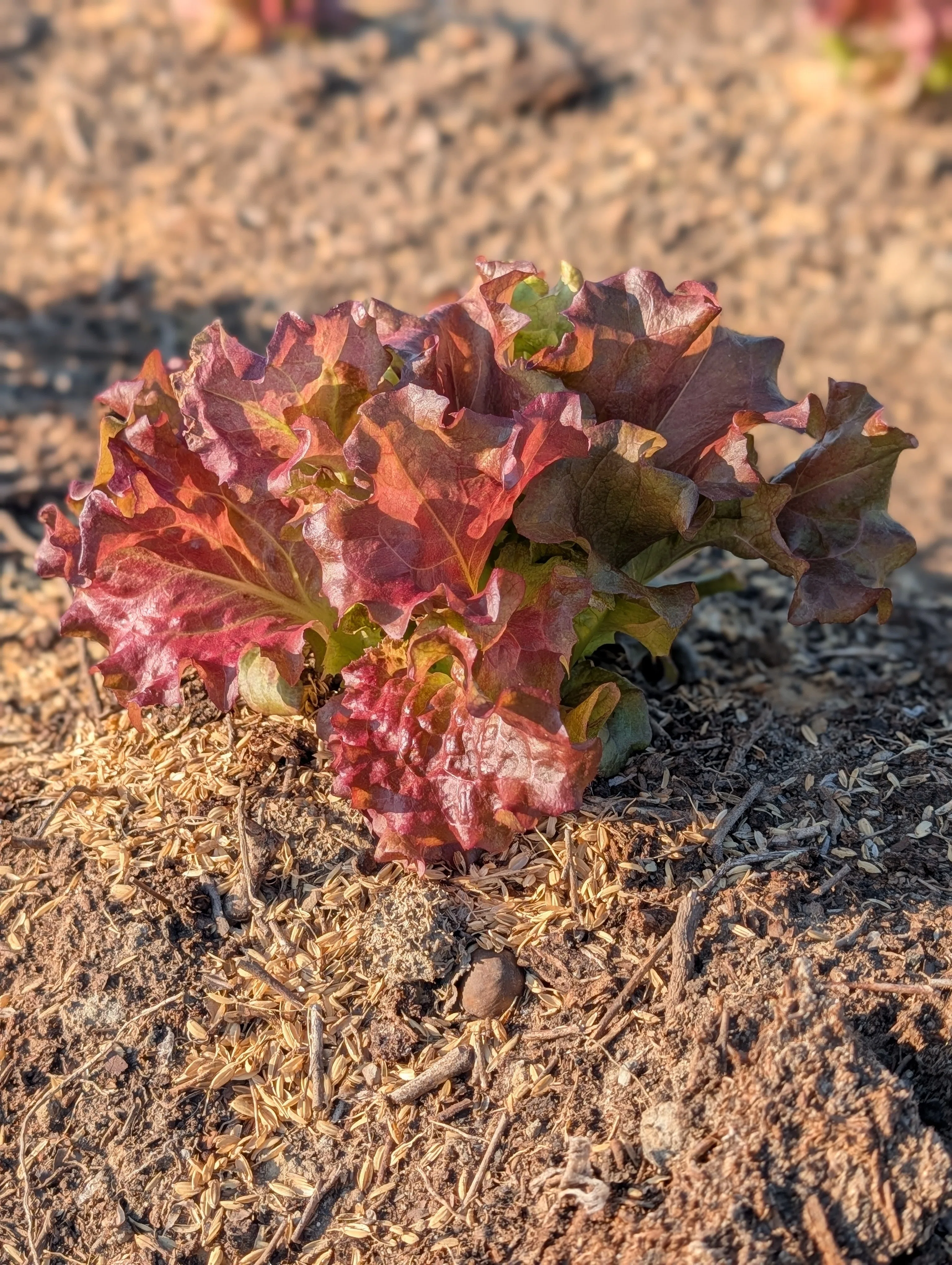 フラワー・リース sunny lettuce フラワー・リース sunny lettuce Amazon.co.jp: Japanese Sunny