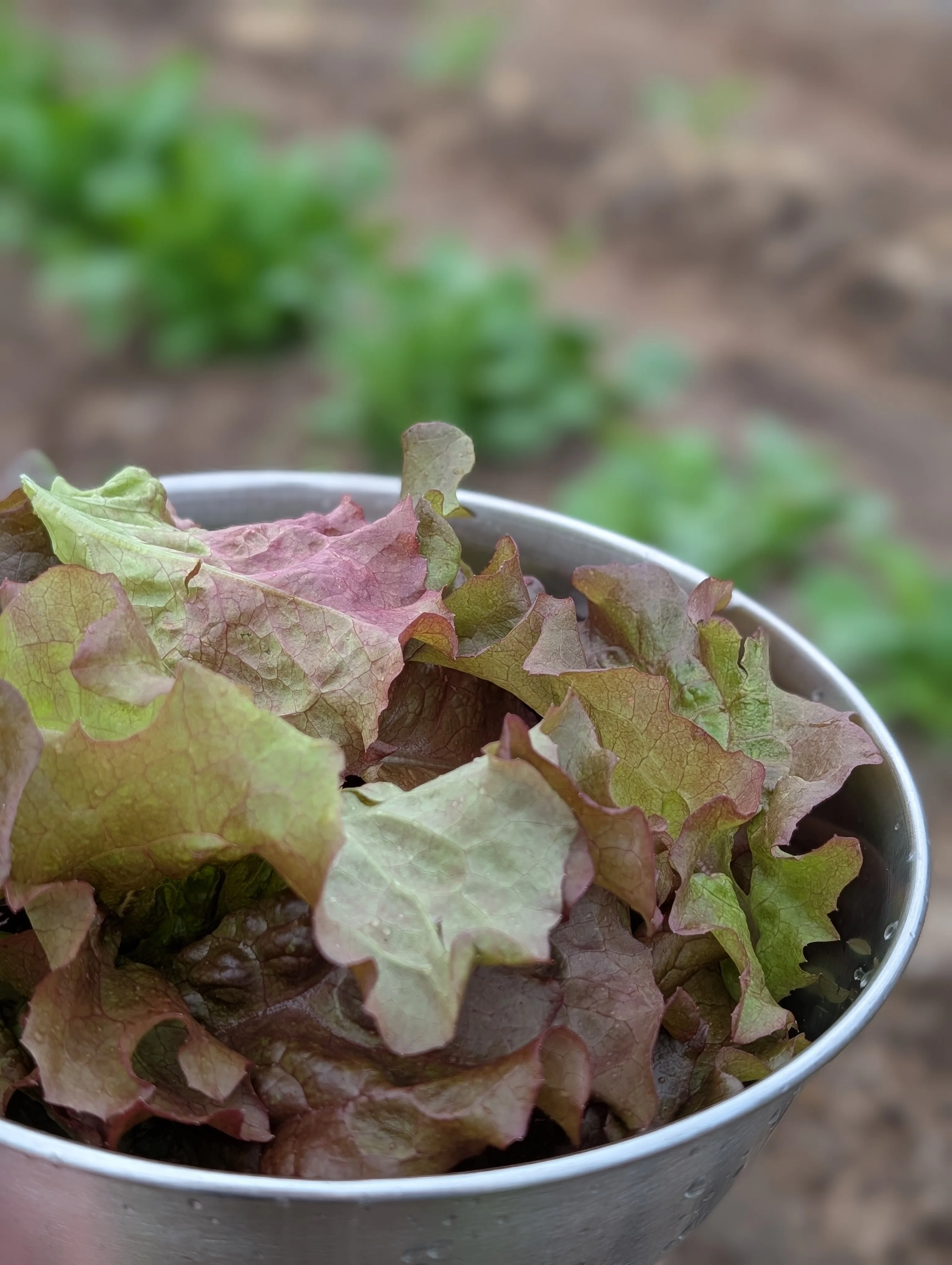 Field Report] Sunny lettuce grown from seed. The exceptional taste