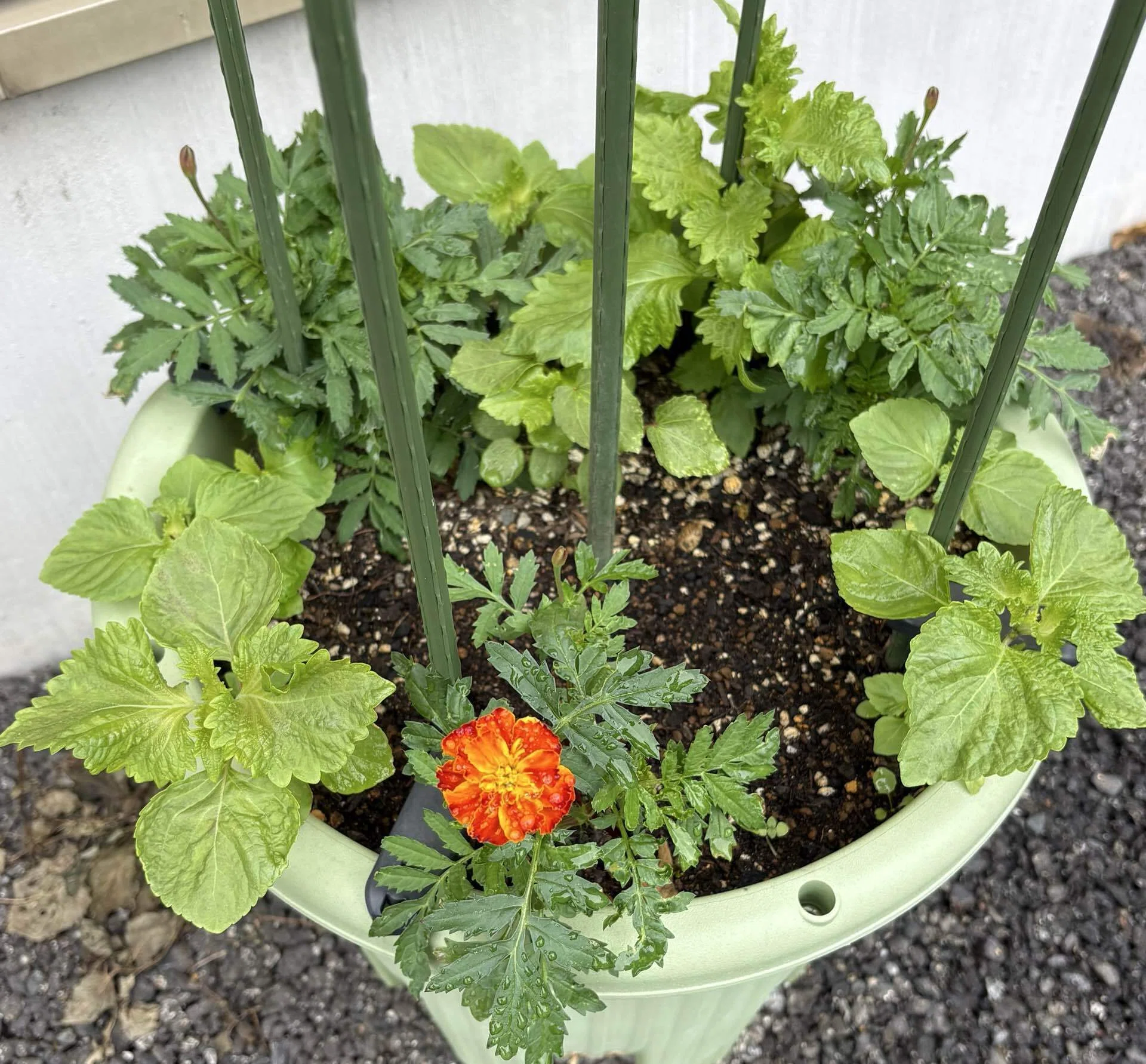 コンパニオンプランツとして導入したマリーゴールドが完全開花しました