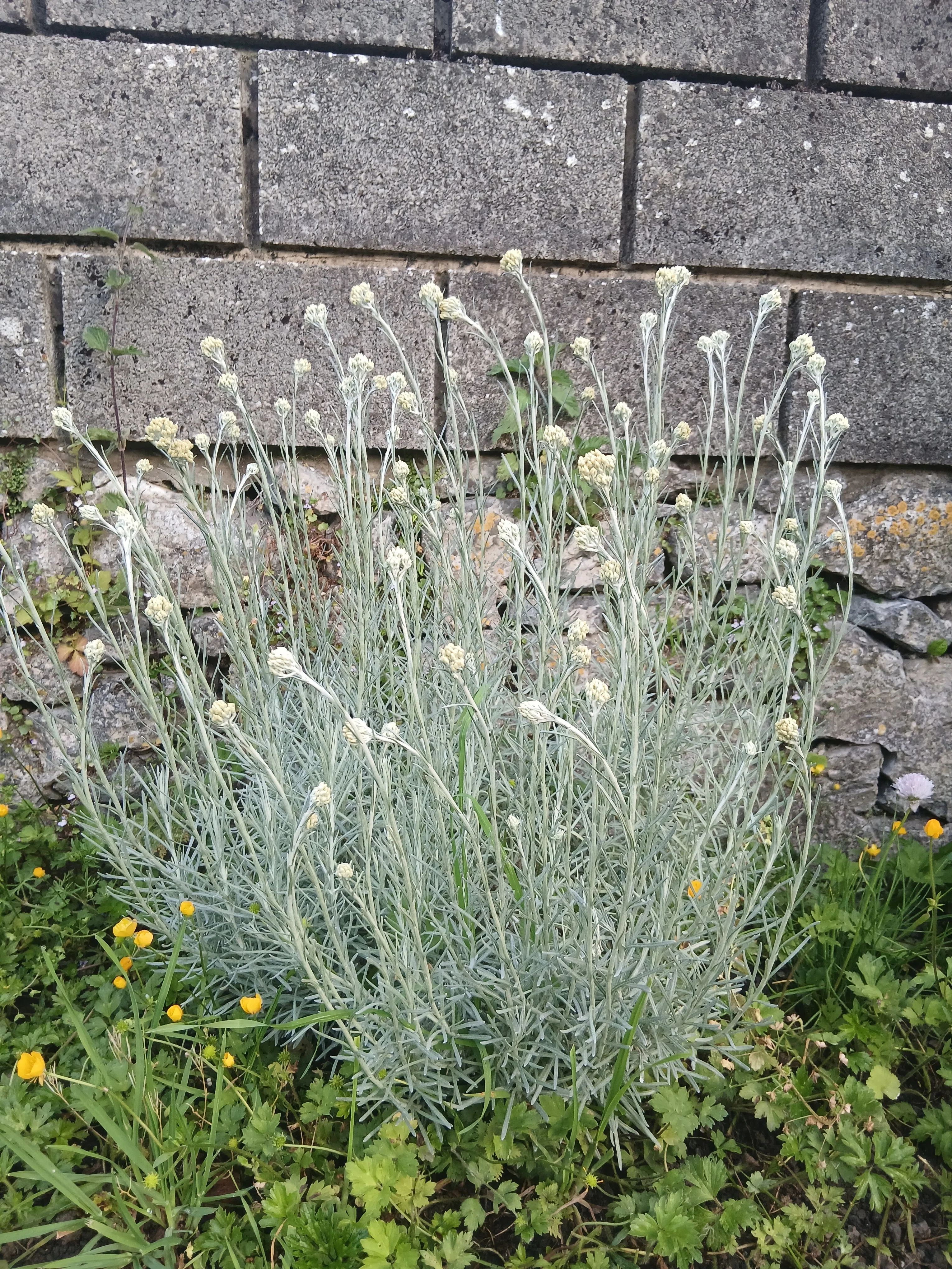 植物の力ってすごいな。【ベルギー日記n°198】｜ジジノン