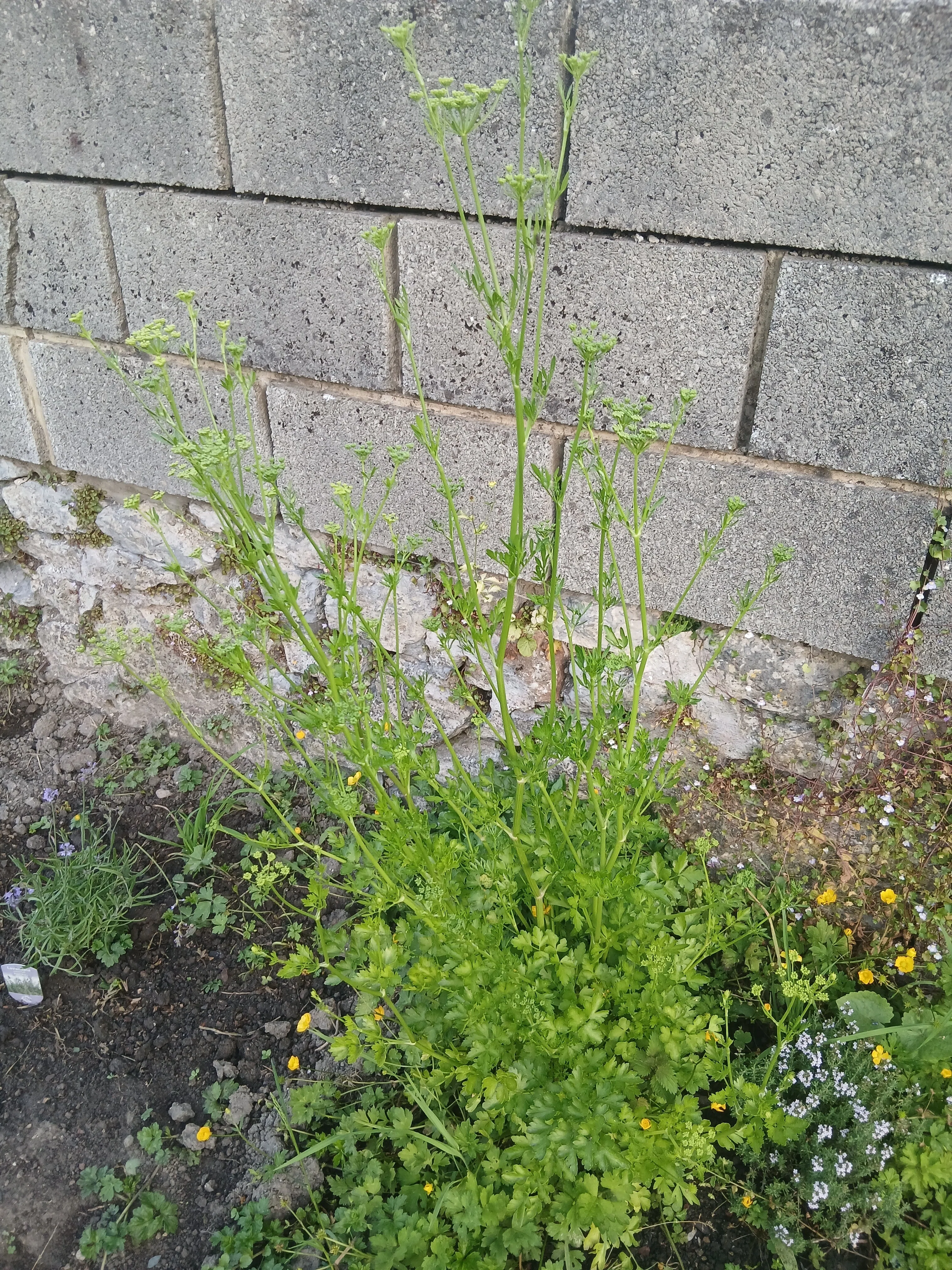 植物の力ってすごいな。【ベルギー日記n°198】｜ジジノン