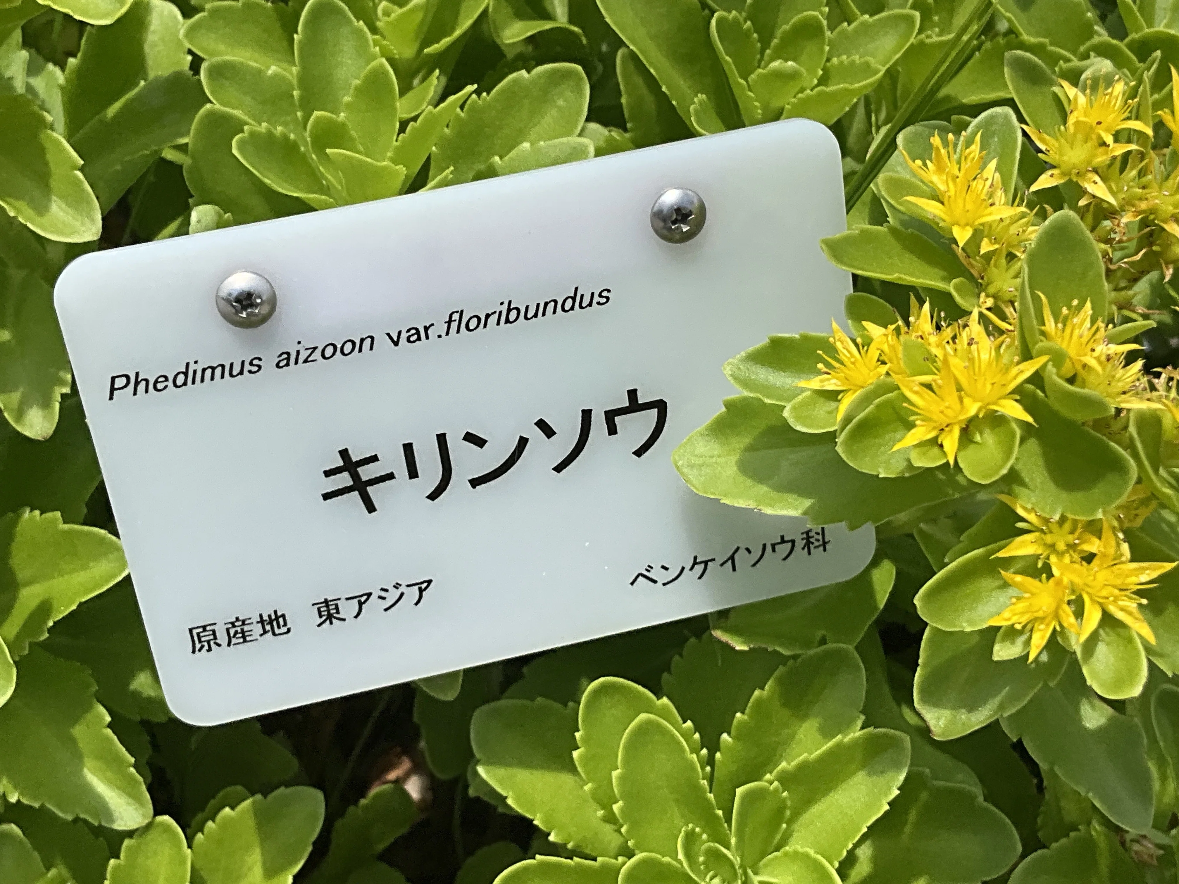 キリンソウ（京都府立植物園）：2026年5月25日（月）｜藤井秀昭