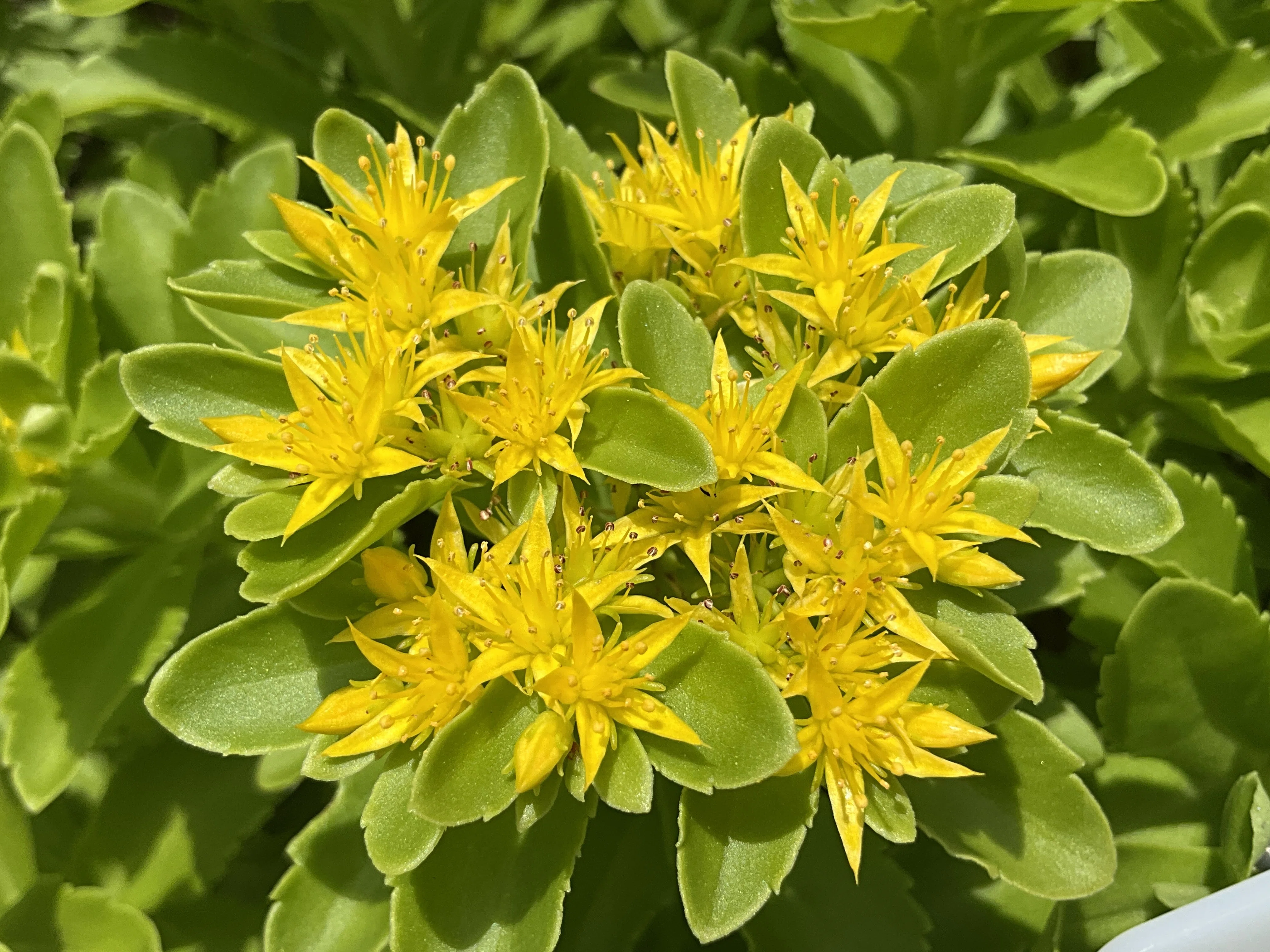 キリンソウ（京都府立植物園）：2026年5月25日（月）｜藤井秀昭