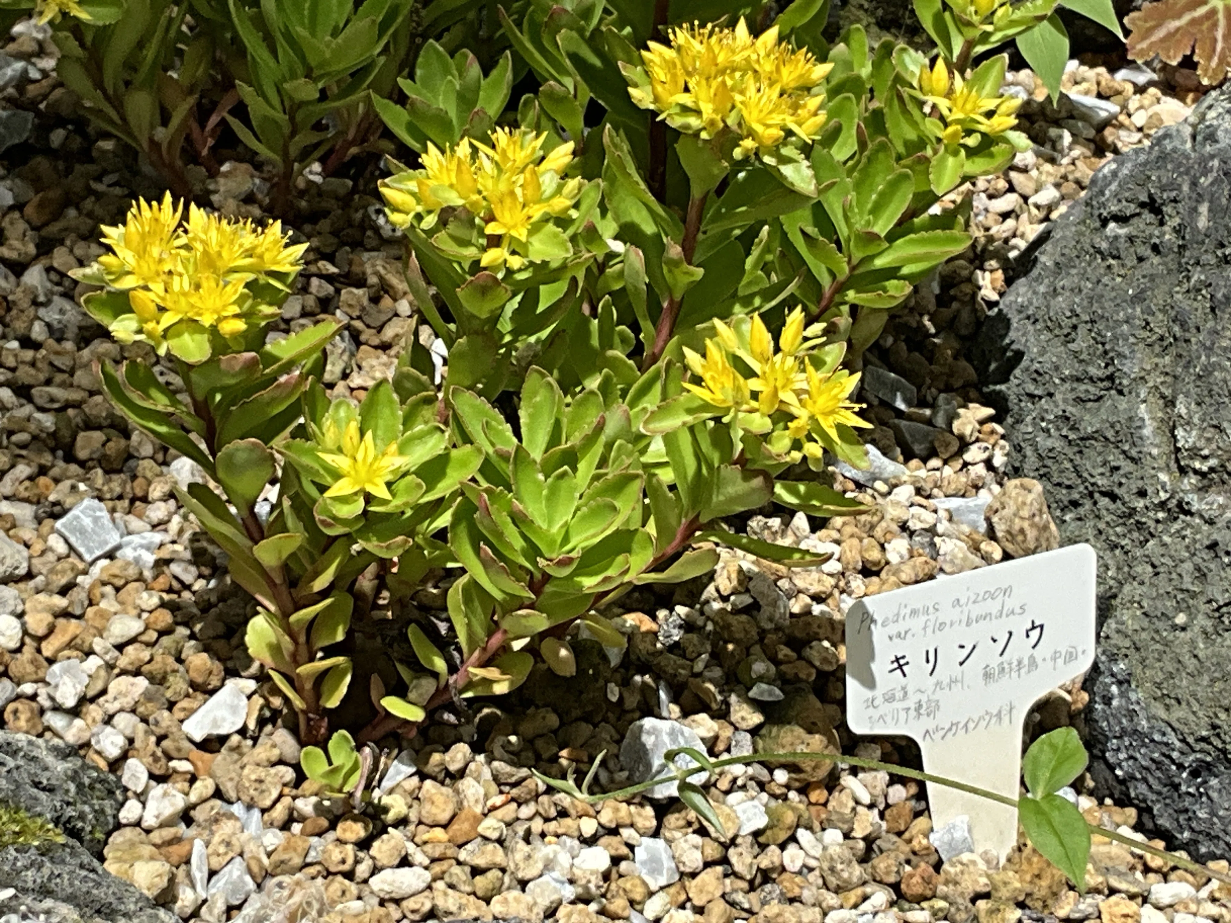 キリンソウ（京都府立植物園）：2026年5月25日（月）｜藤井秀昭