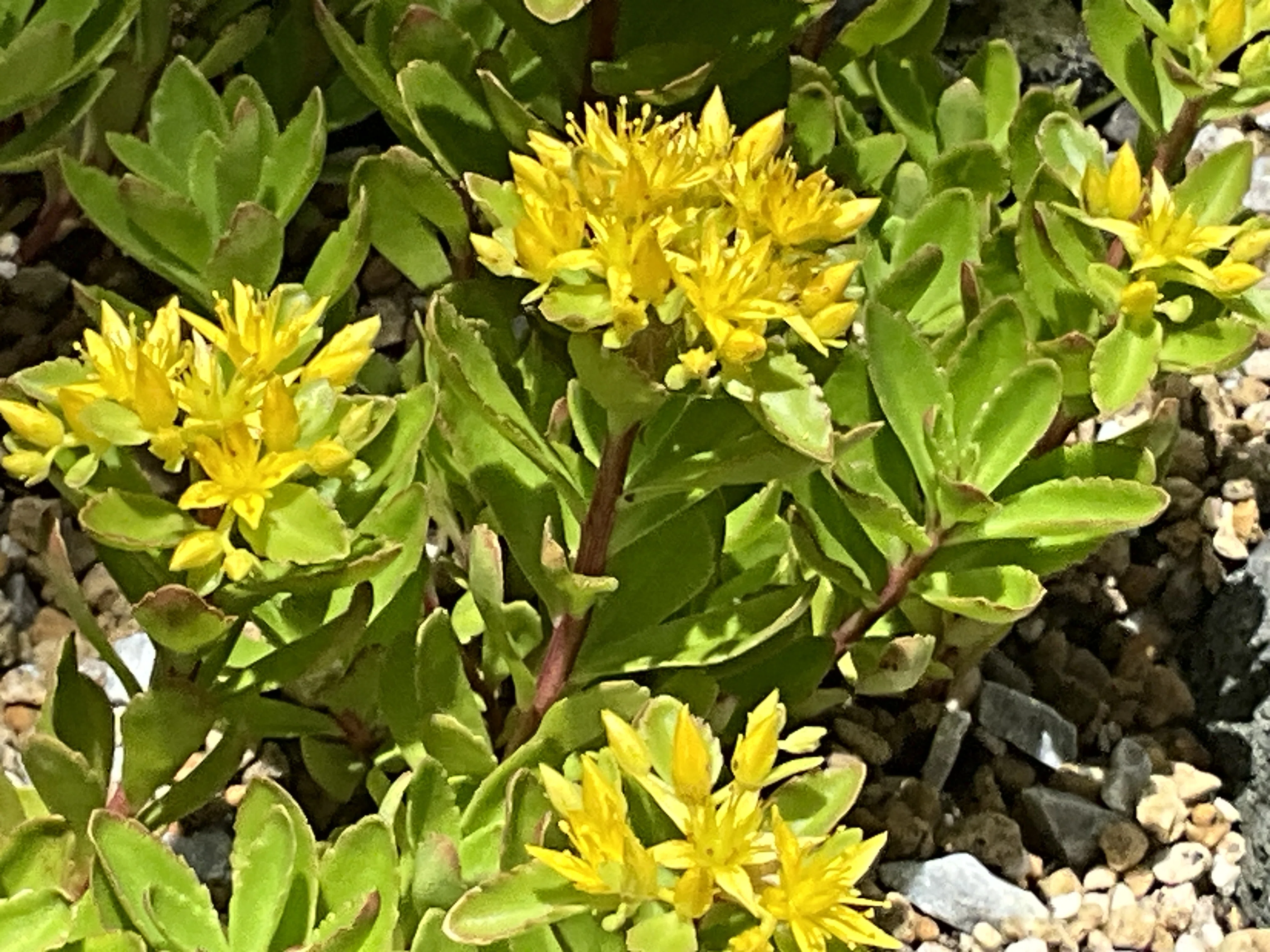 キリンソウ（京都府立植物園）：2026年5月25日（月）｜藤井秀昭