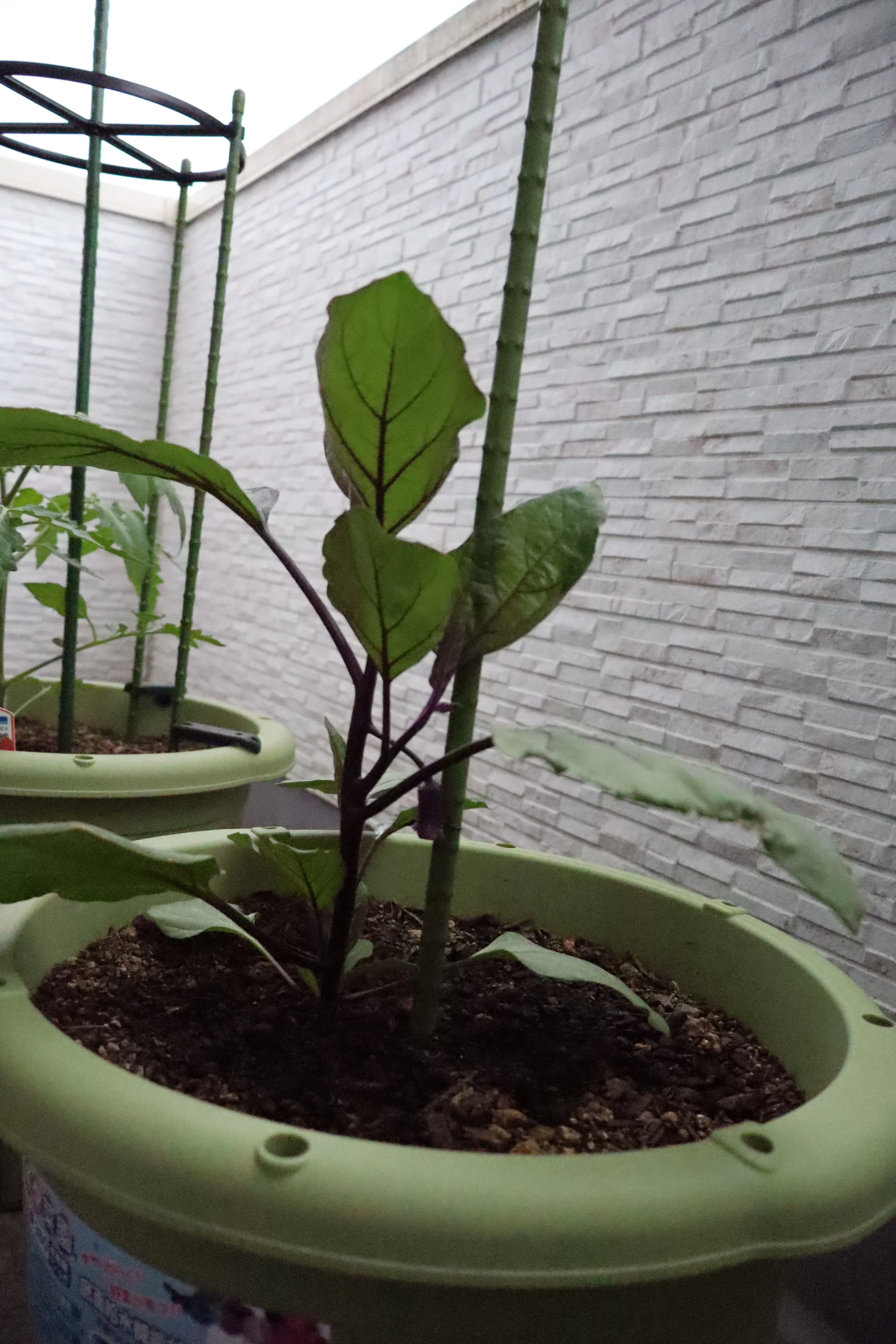 ベランダで野菜作り 近況報告｜まーてぃふ