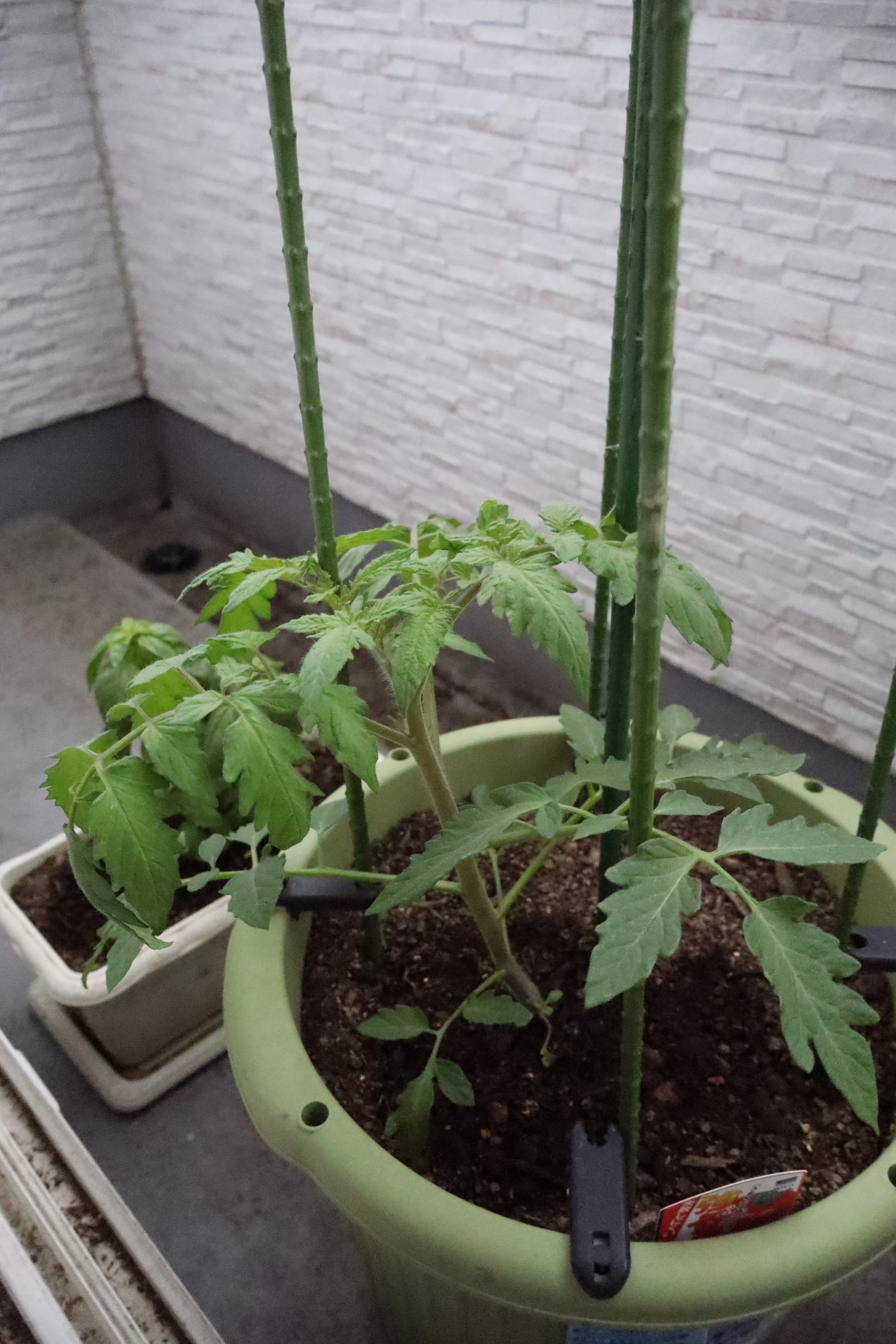 ベランダで野菜作り 近況報告｜まーてぃふ
