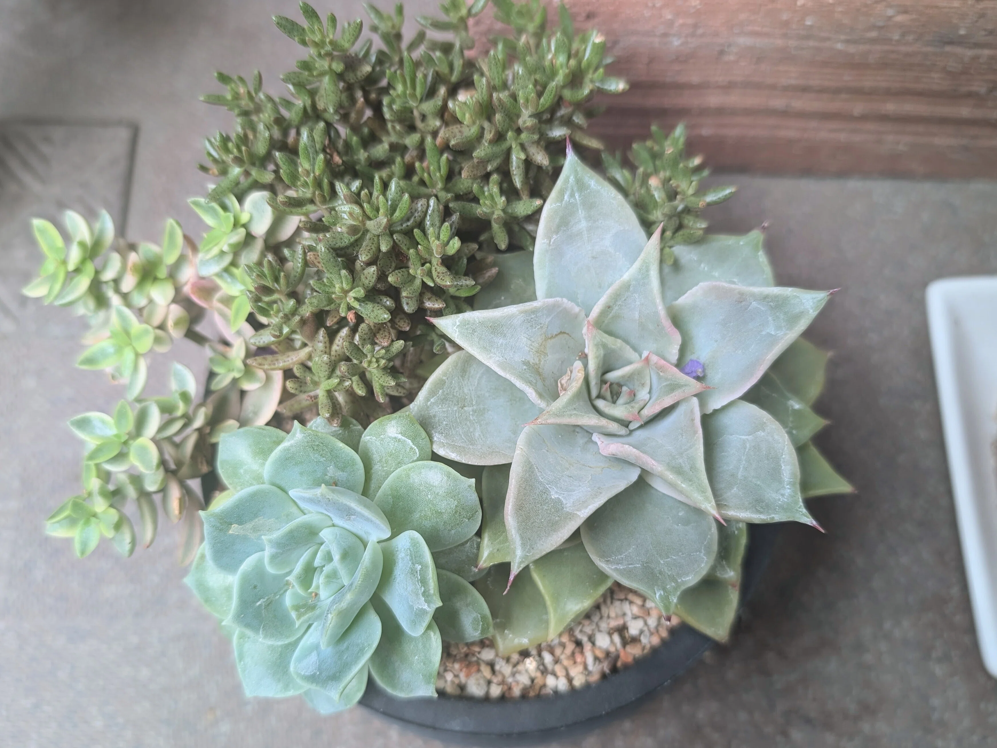 5月の植物記録】多肉植物から双子が生まれた。｜あおっち