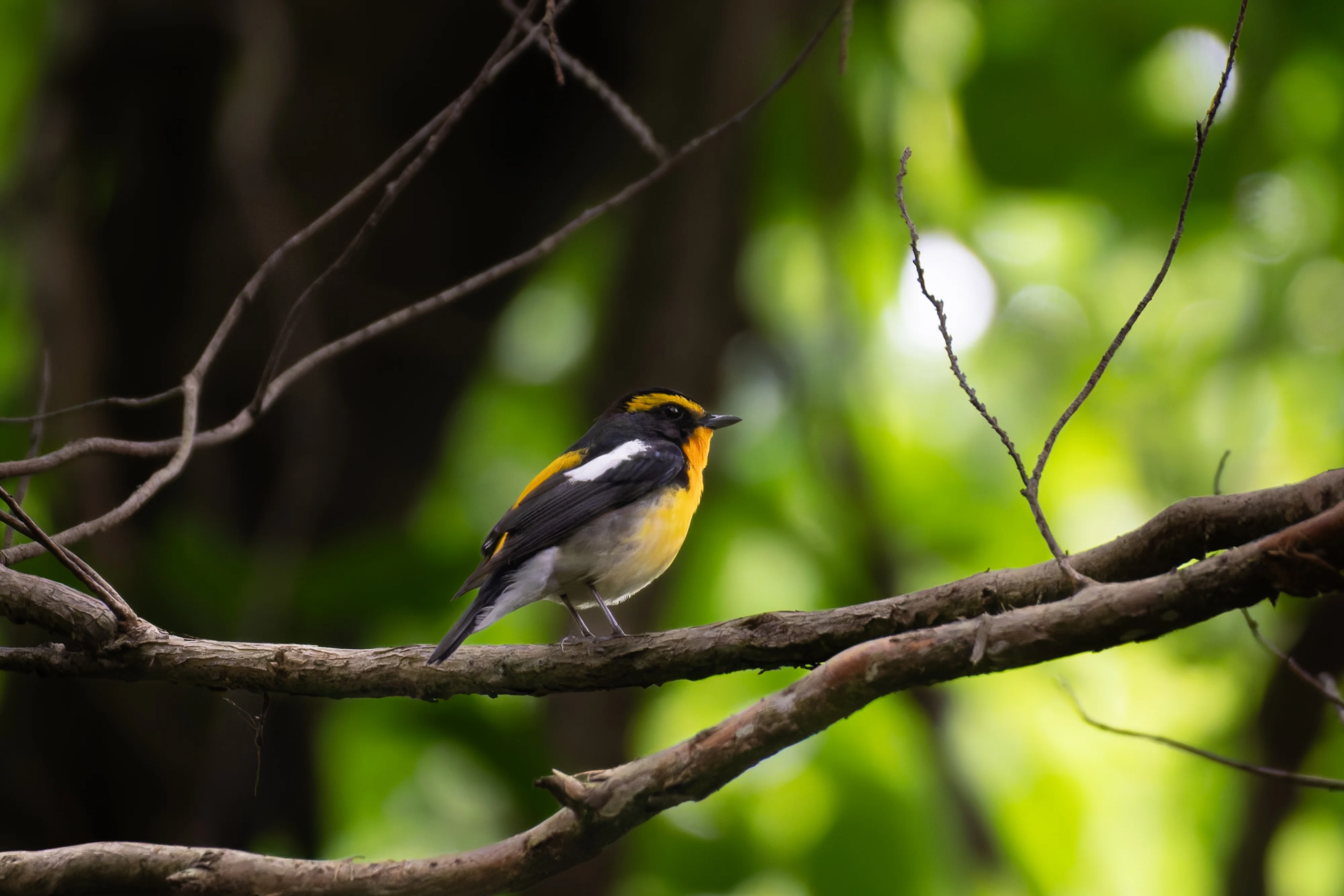 小鳥 α6700 と SEL70350G で野鳥撮影｜RURI