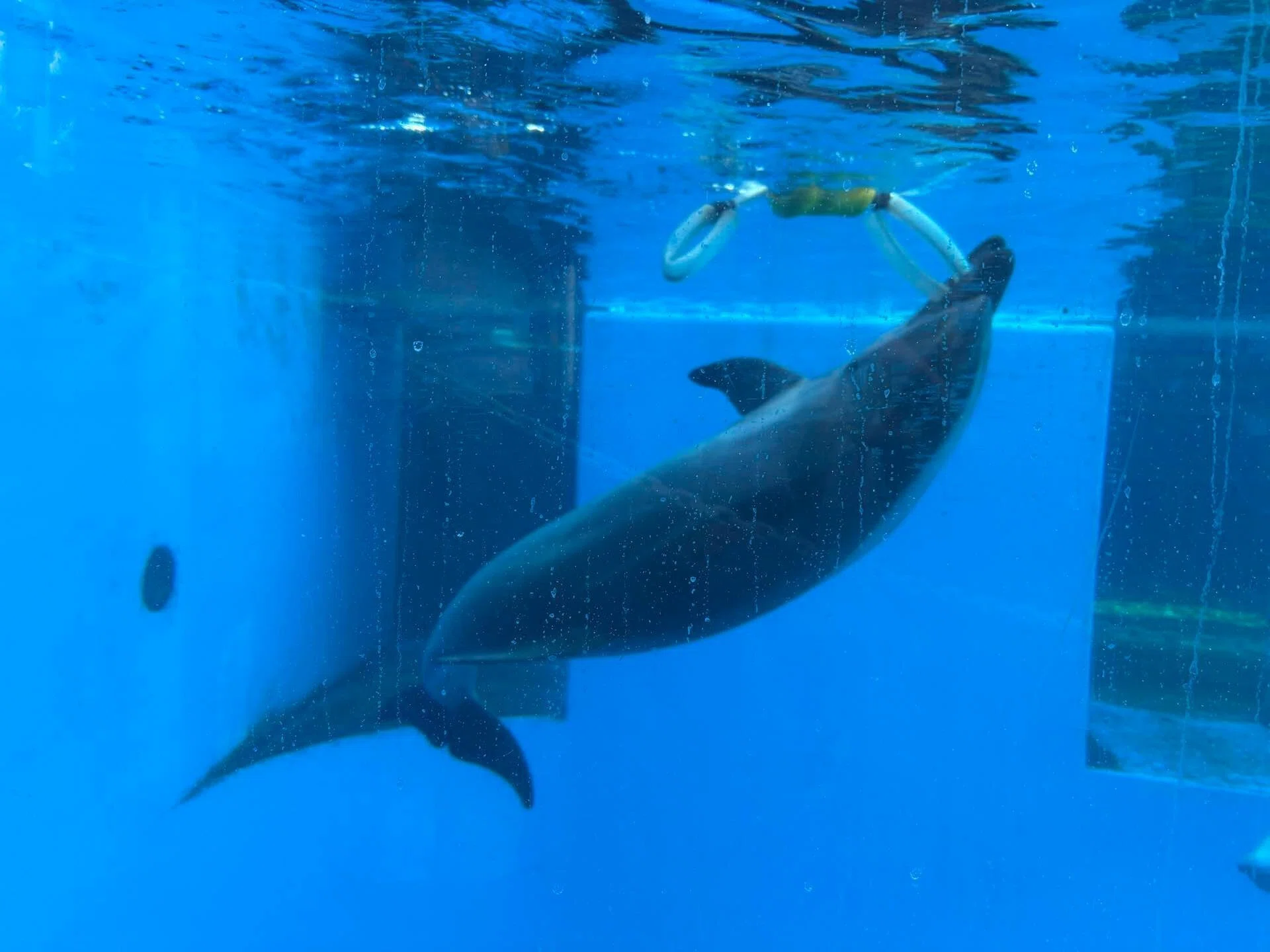 新潟旅】上越市立水族館うみがたり・イルカ｜UMI