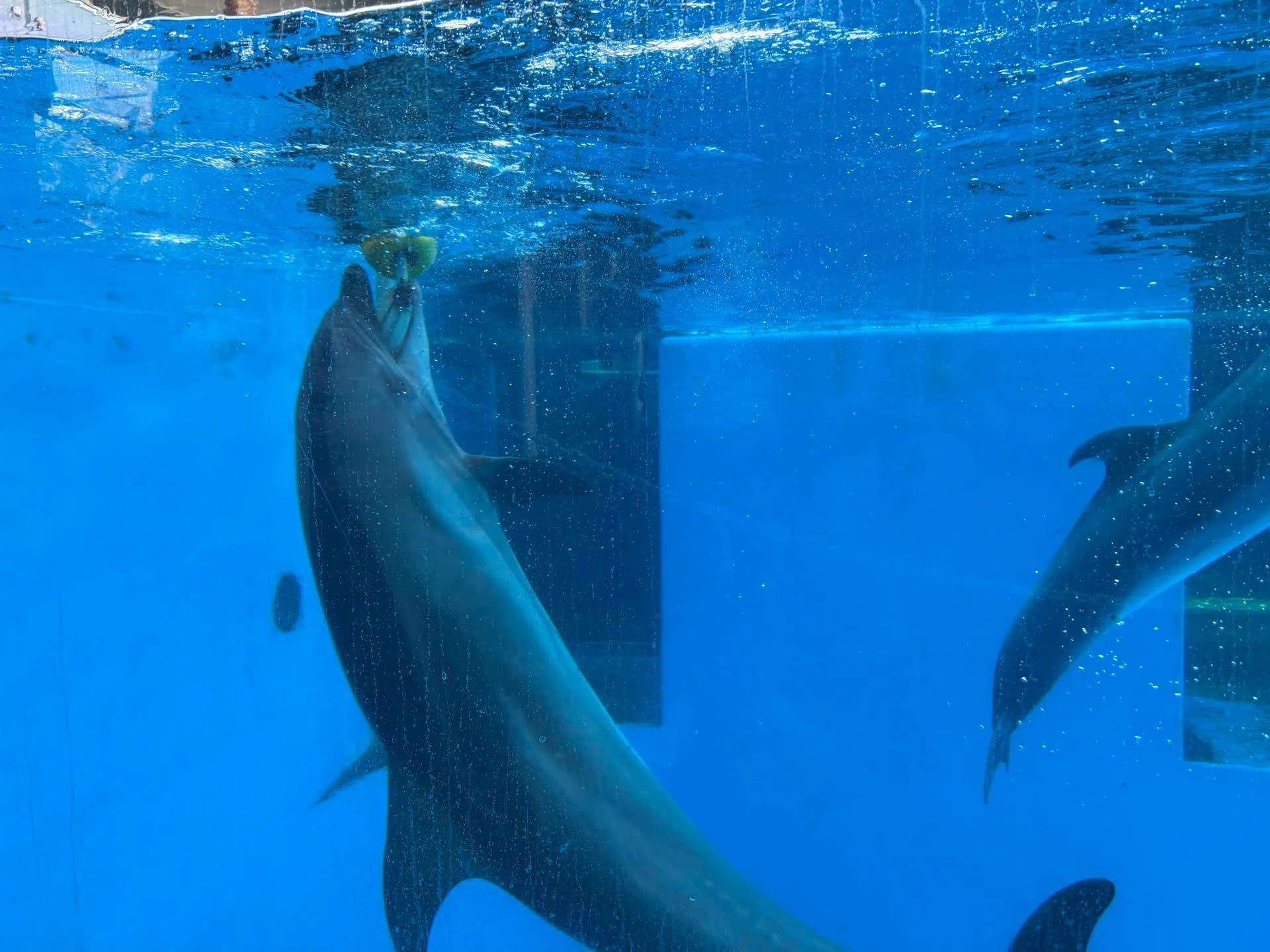 新潟旅】上越市立水族館うみがたり・イルカ｜UMI