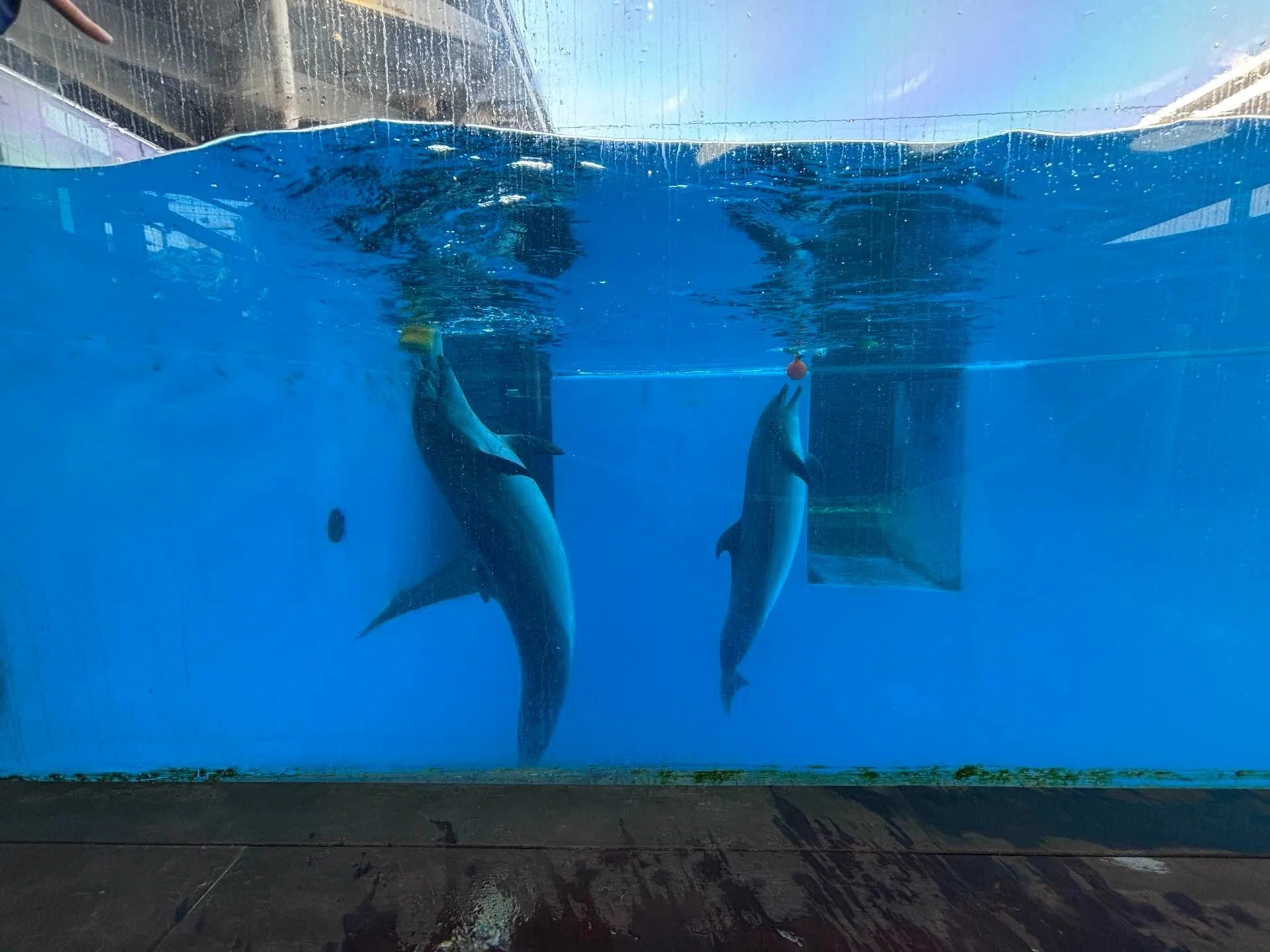 新潟旅】上越市立水族館うみがたり・イルカ｜UMI