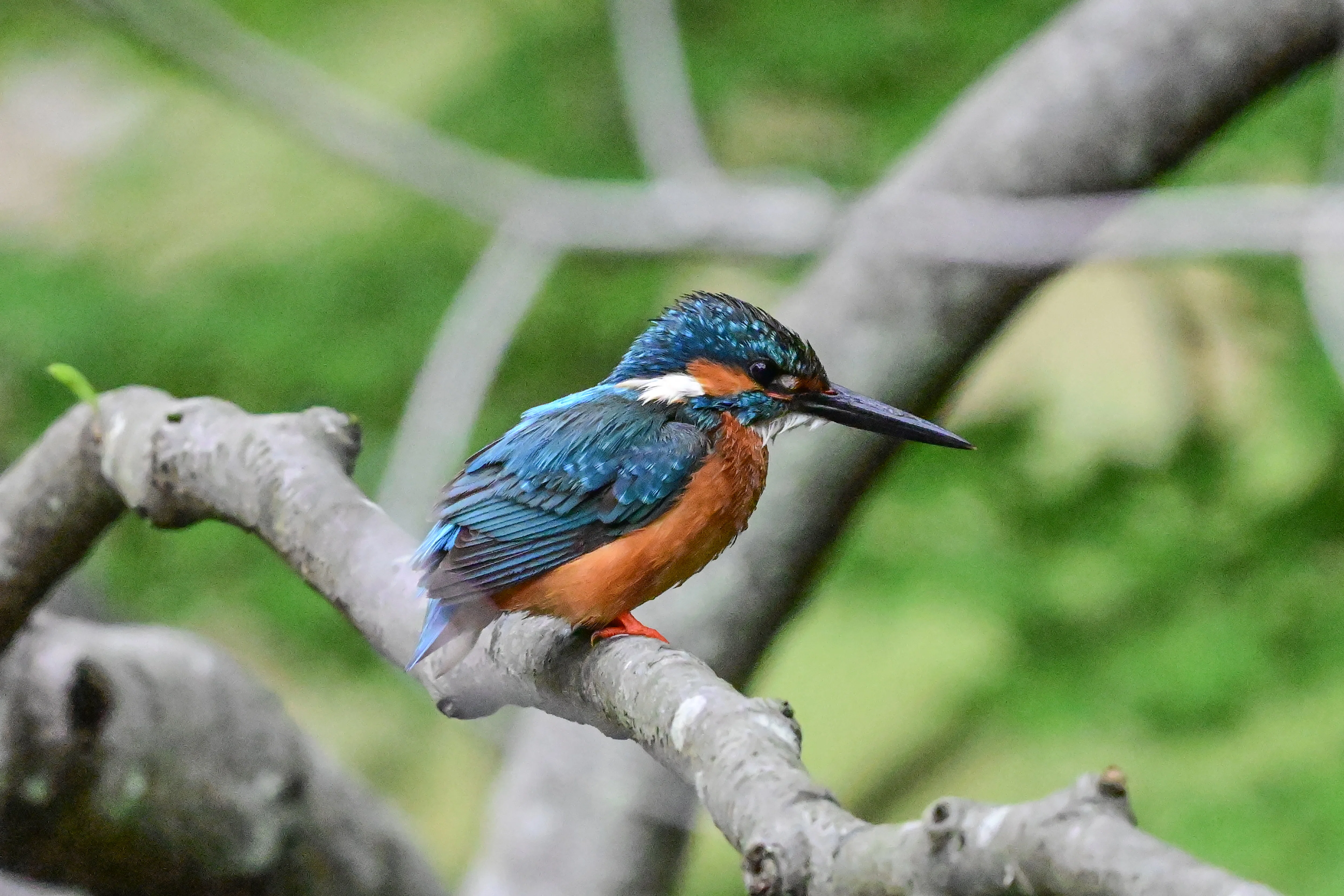 5月24日の鳥活はカワセミ｜やすひこ