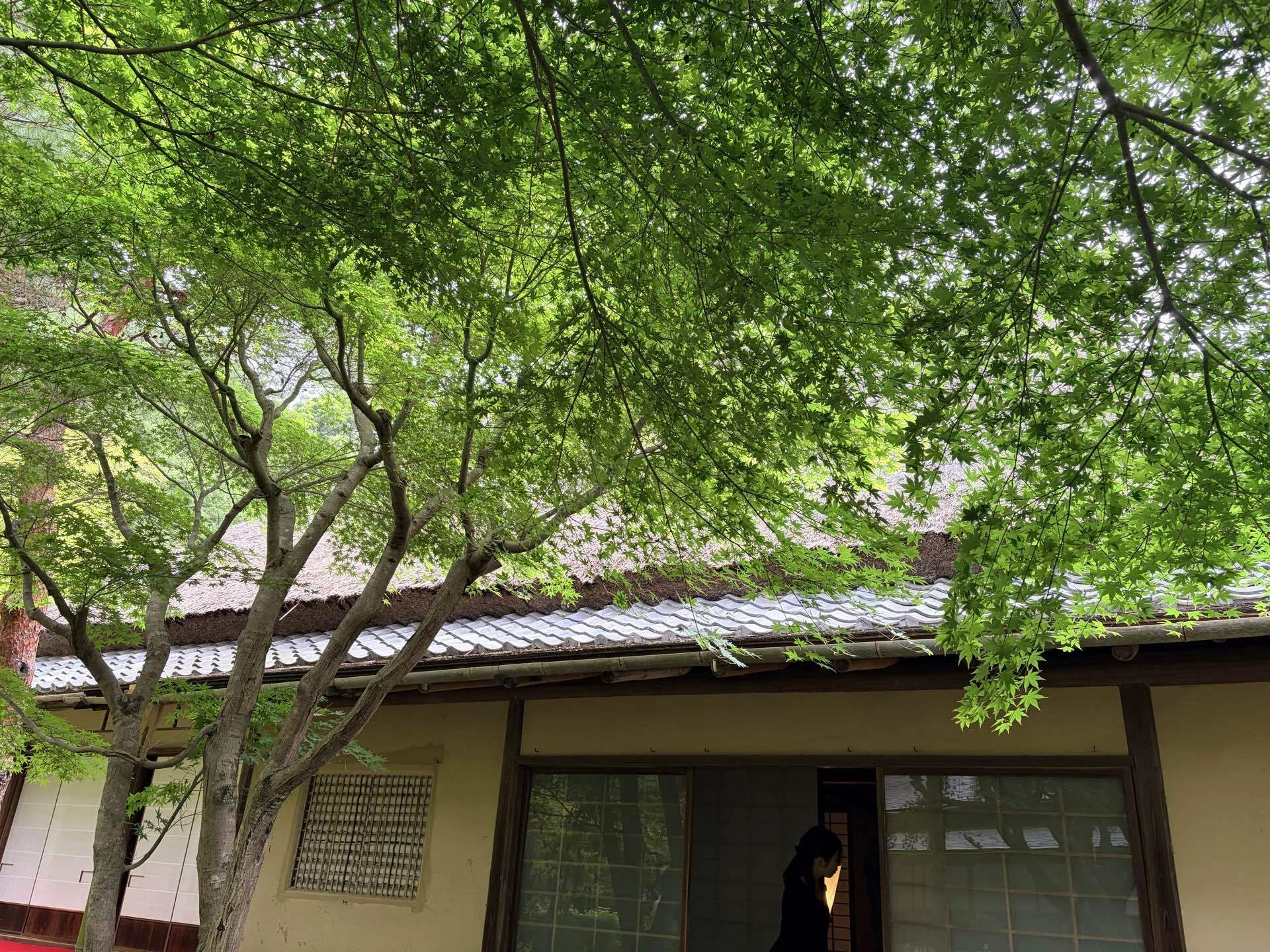 初夏の鎌倉で、特別なお茶会へ🍃｜miruko