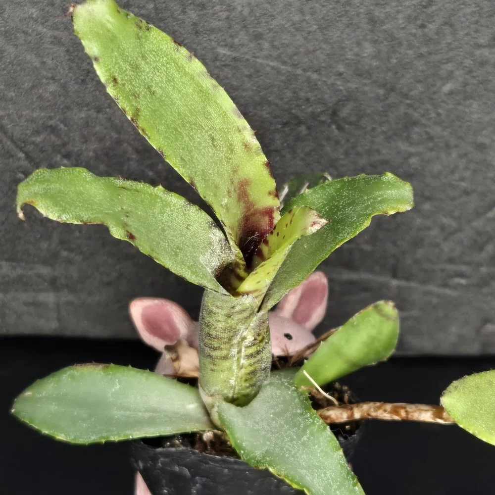 最小の原種：Neoregelia liliputiana の背景と特徴｜ポチョムキン卿