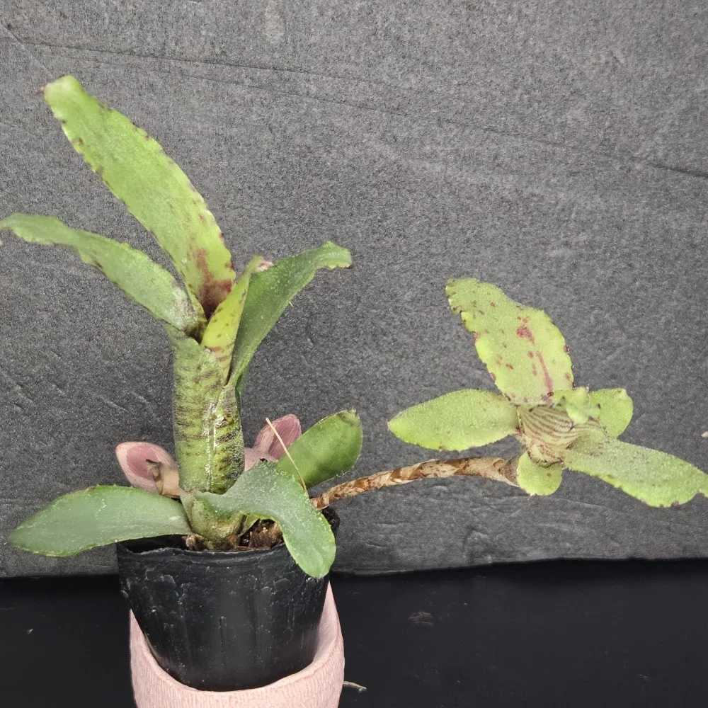 原種ブロメリア エンコリリウム ニベルティ 実生 最小の原種：Neoregelia liliputiana の背景と特徴｜ポチョムキン卿