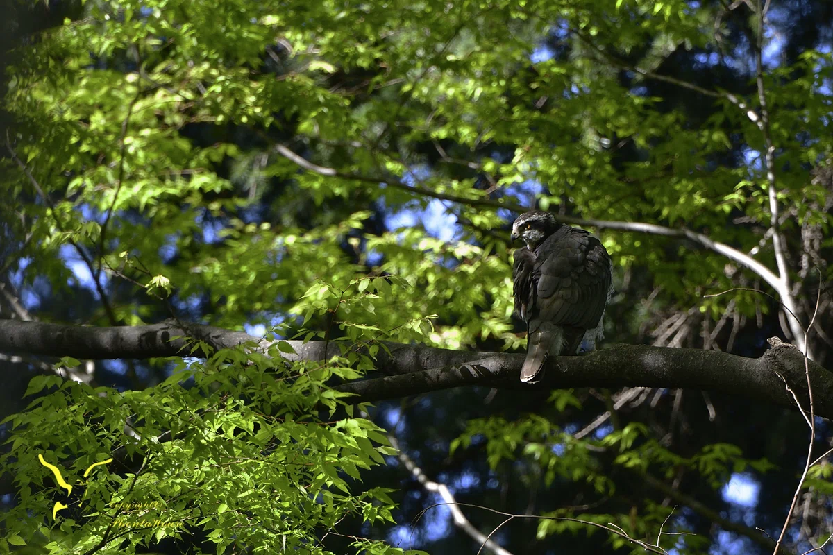 Forest Ruler Ruler of the Forest—An Adult Northern Goshawk, Standing in Majestic ...