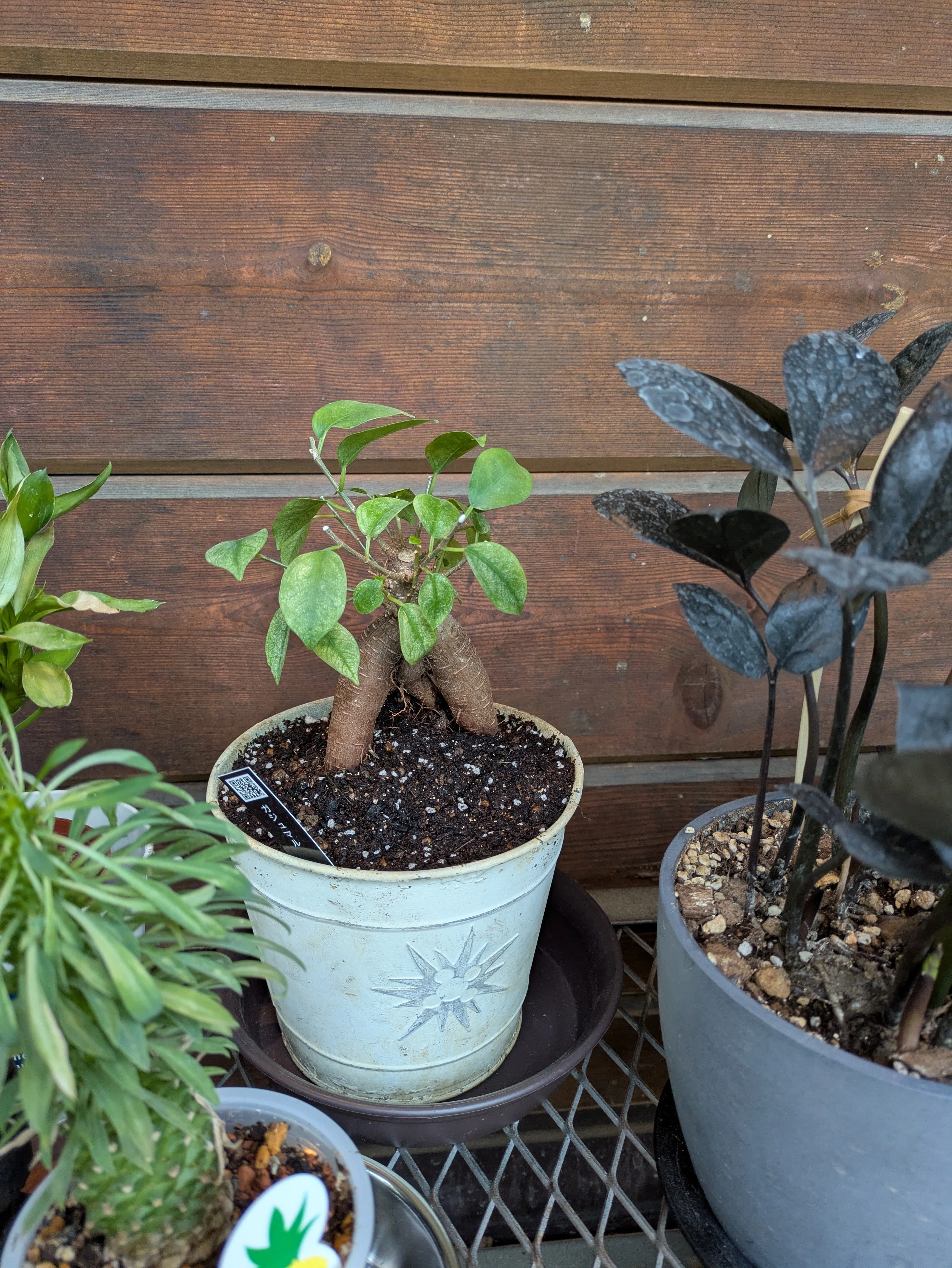 観葉植物の話〜ガジュマル剪定してみた〜｜ほのぼのライフ