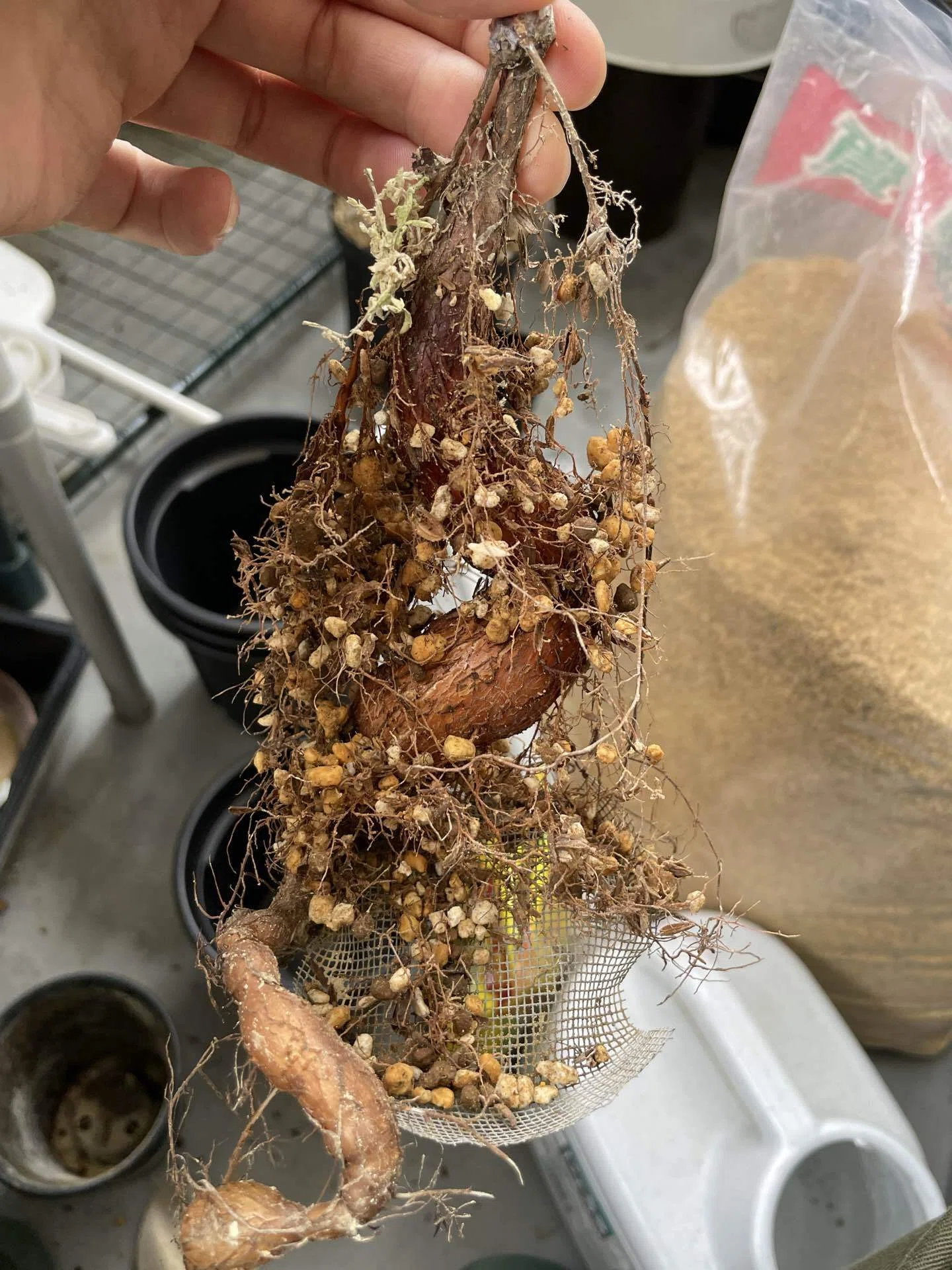 オペルクリカリア・パキプス&デカリーの植え替えをしました。｜塊根の