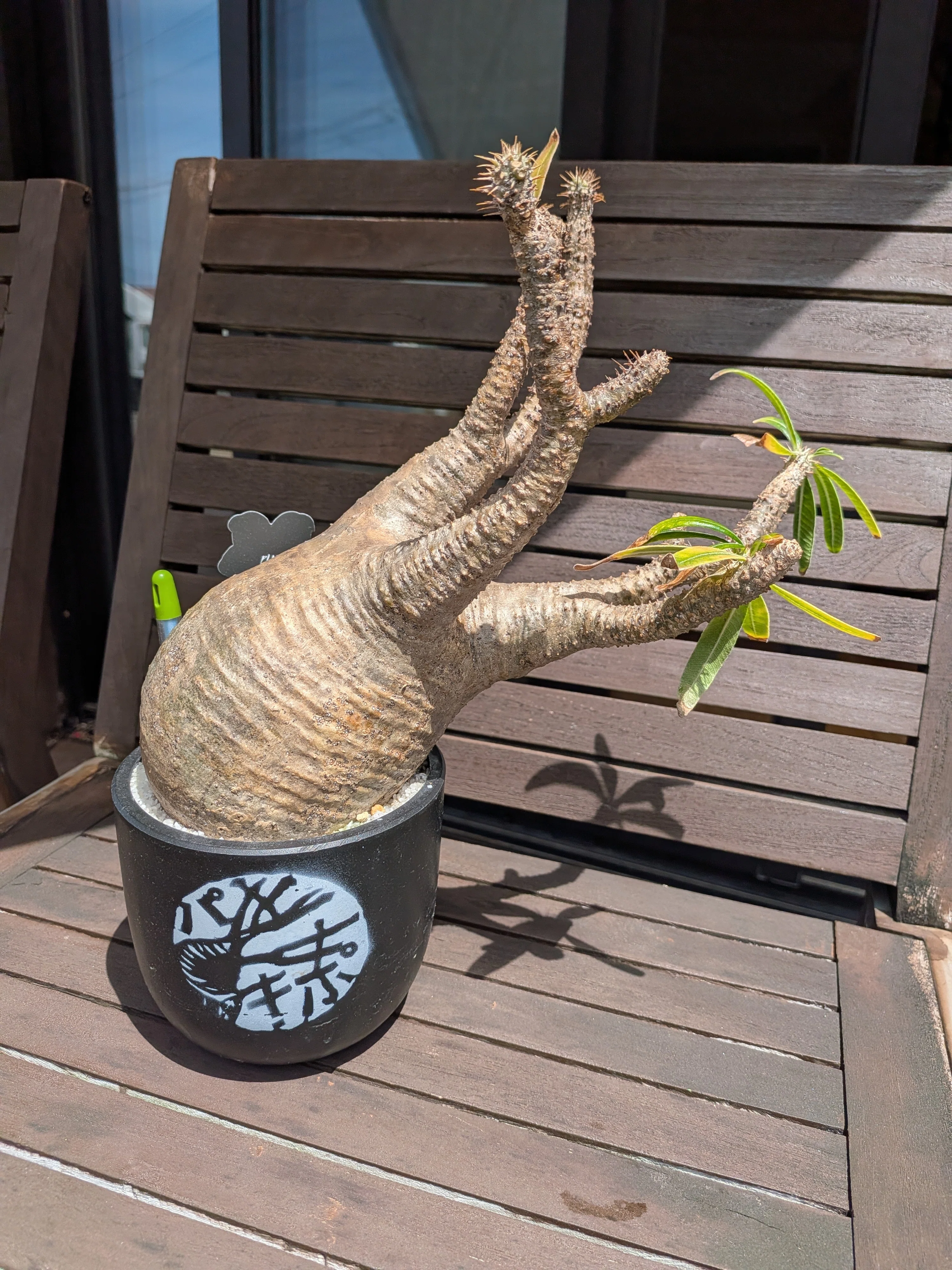 珍奇植物【ビザールプランツ】の世界 - その5｜テクスピン ｜ 化繊x