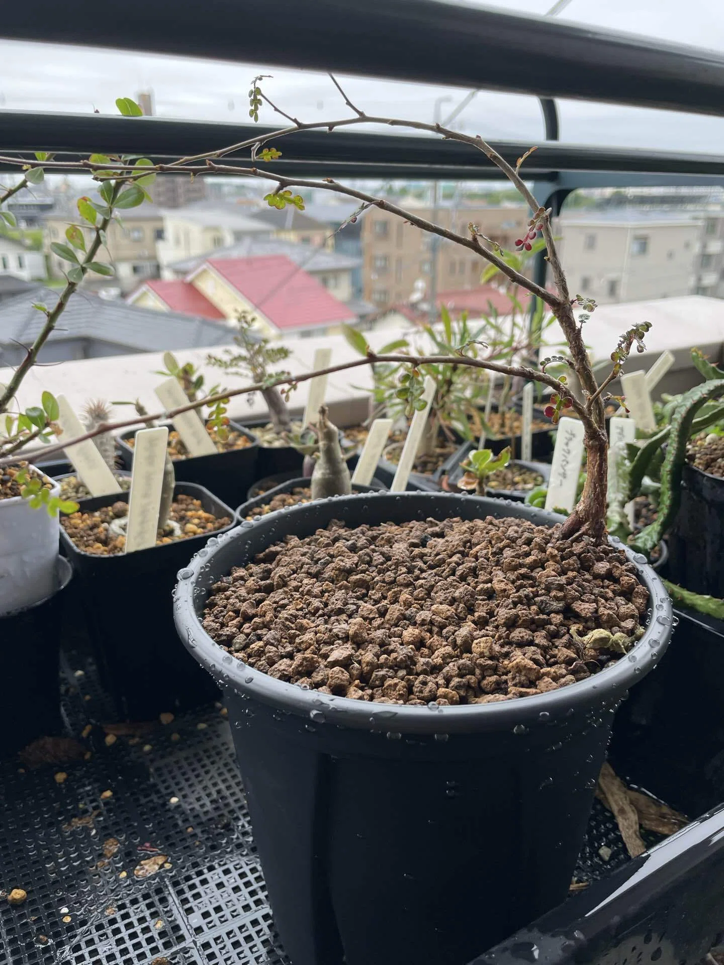 オペルクリカリア・パキプス&デカリーの植え替えをしました。｜塊根の