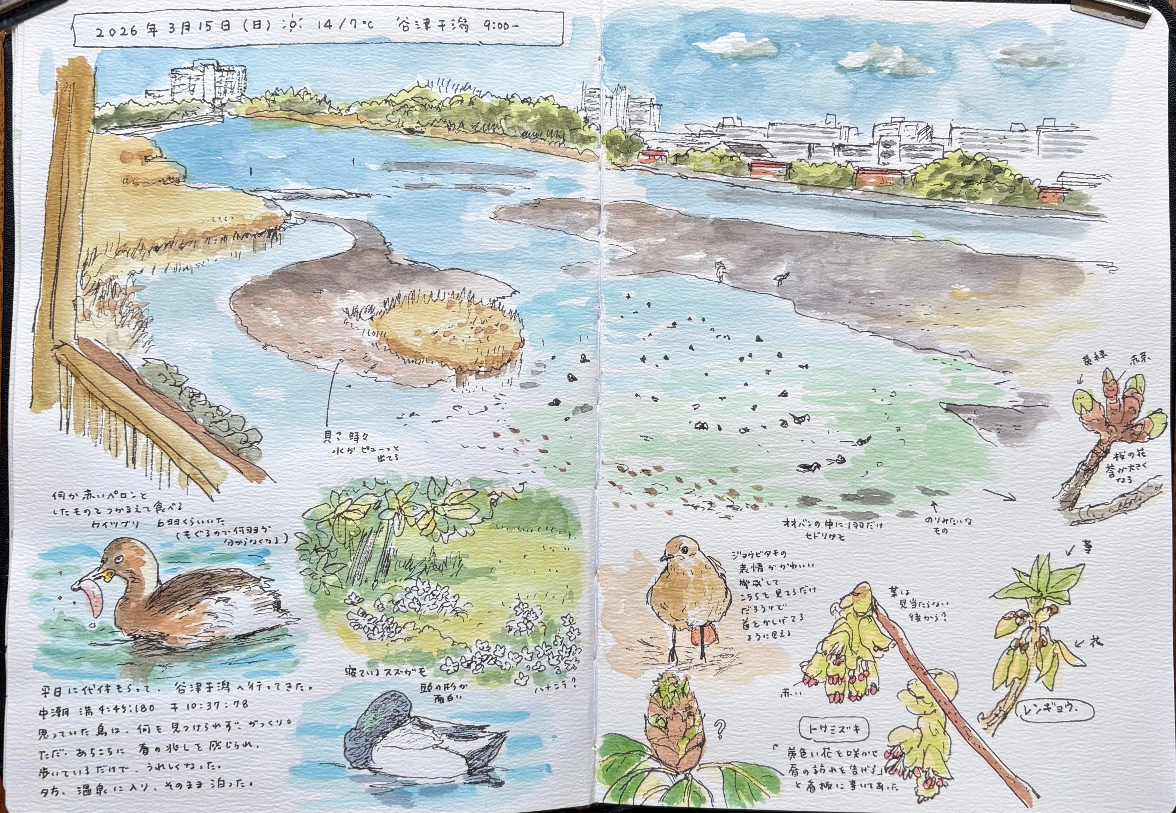 野鳥観察】谷津干潟とふなばし三番瀬海浜公園｜kuniko