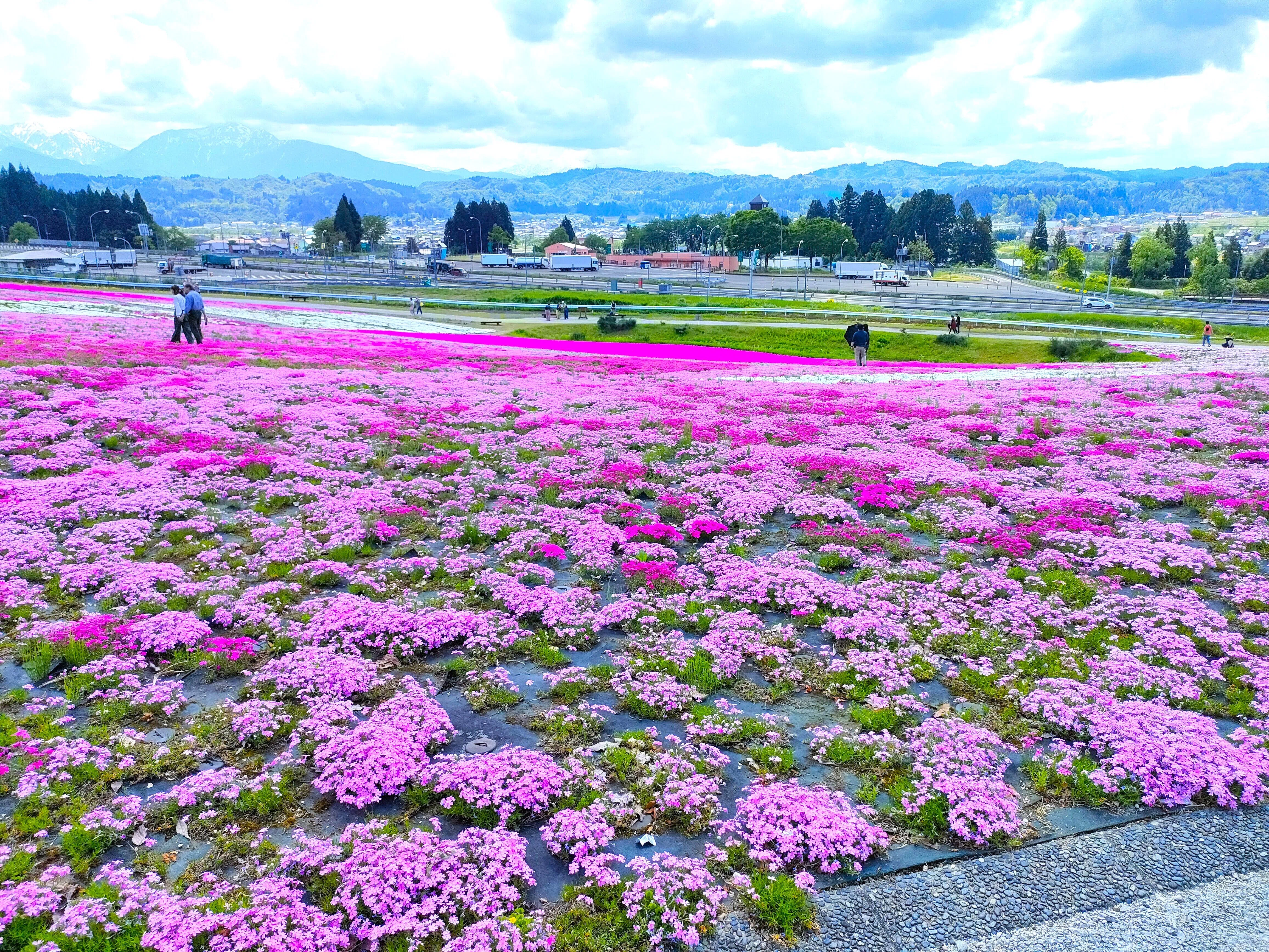 魚沼へ【前編】芝桜まつりと若鮎のやな場とナショナル坊やとナゾの養蚕