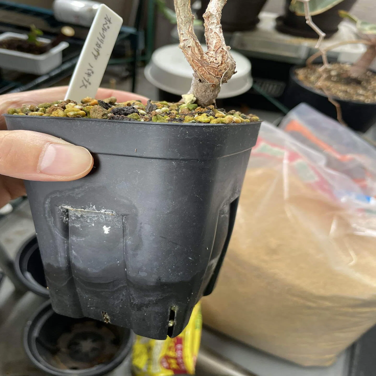 オペルクリカリア・パキプス&デカリーの植え替えをしました。｜塊根の 