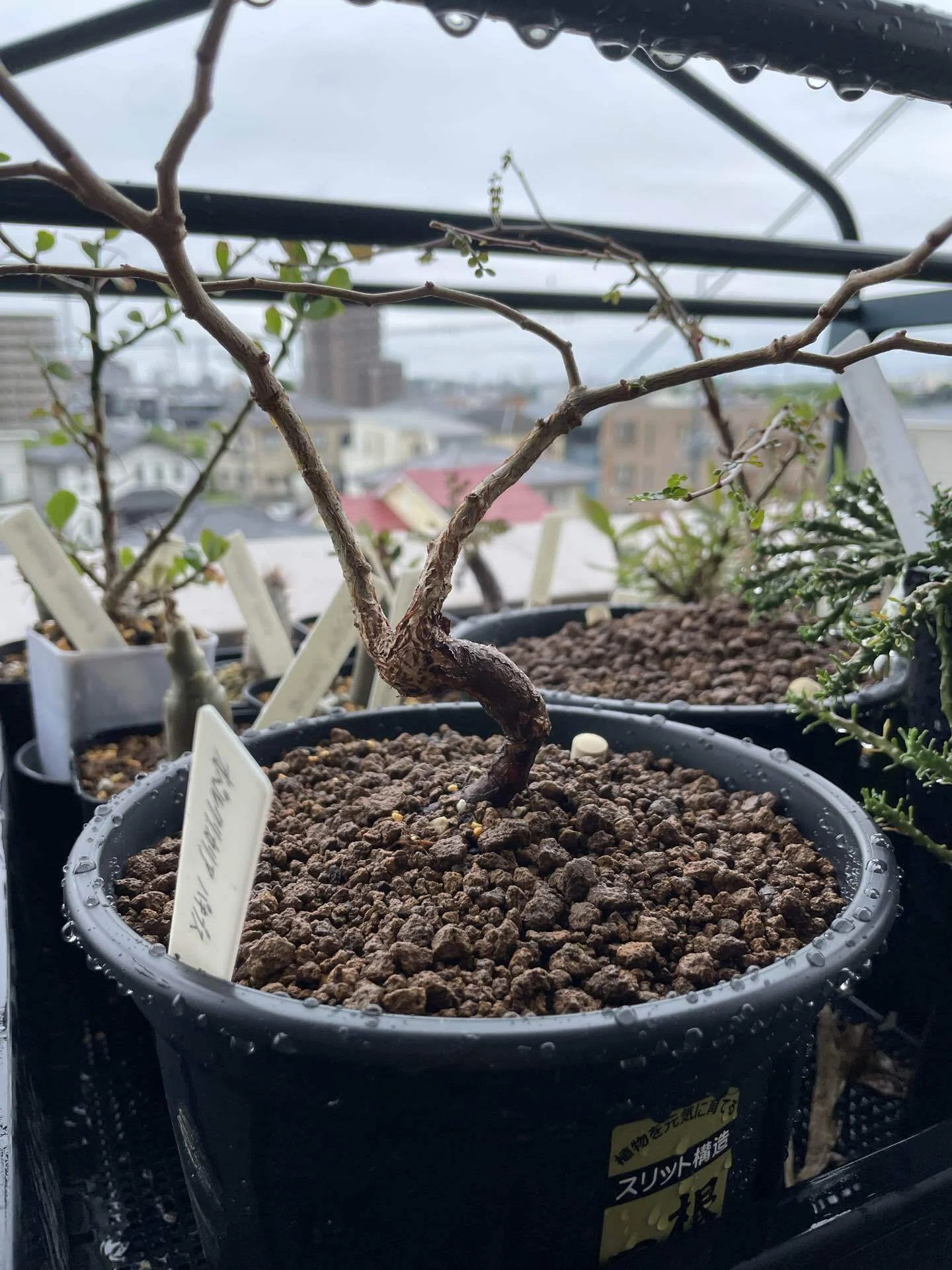 オペルクリカリア・パキプス&デカリーの植え替えをしました。｜塊根の
