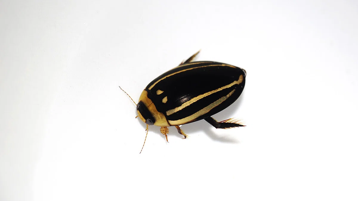 僕が1年間で飼育した235種類の生き物～2026年5月｜Hinata