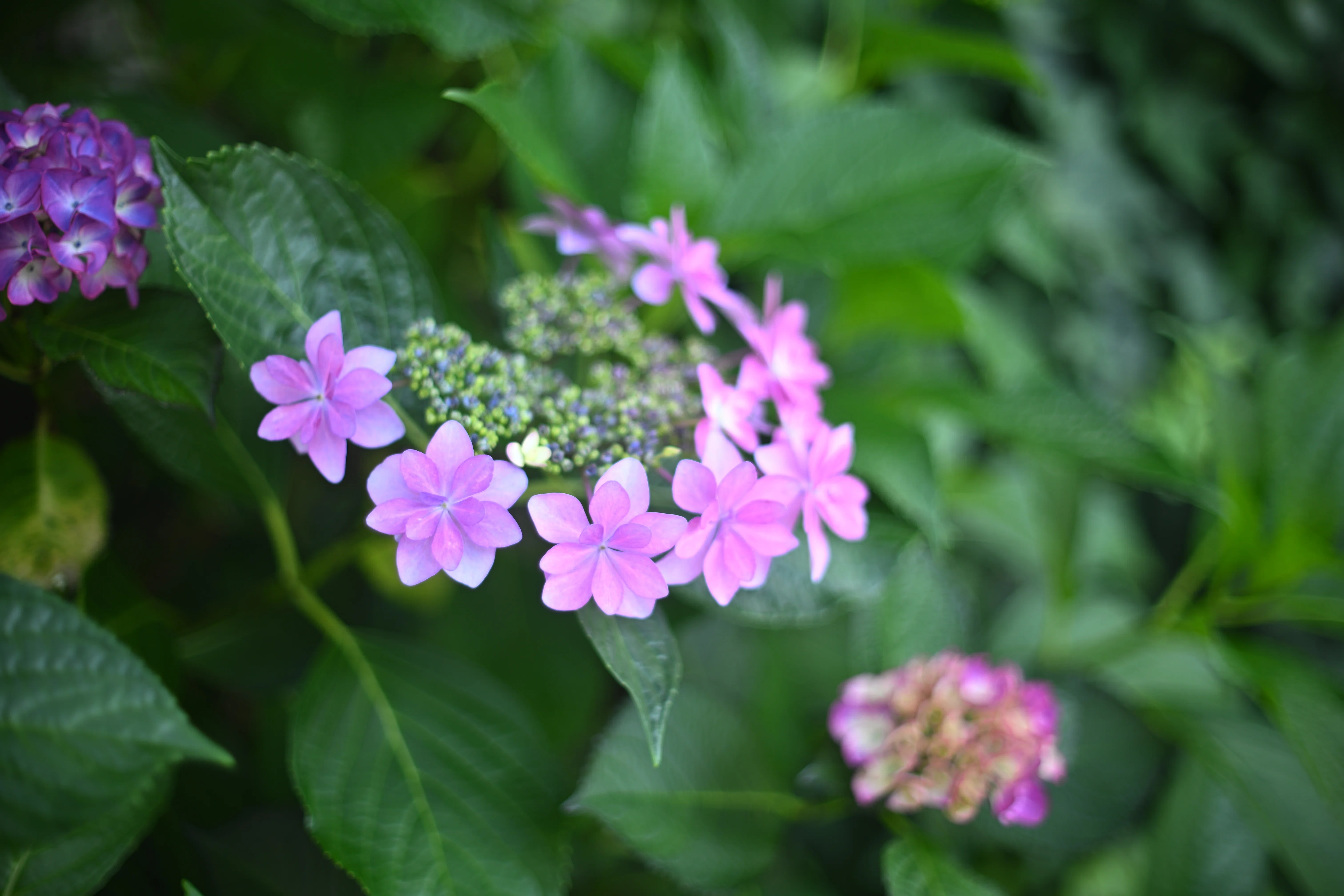 色褪せない魅力 - NIKKOR-S・C Auto 1:1.4 f=50mm｜Daichi Okamoto