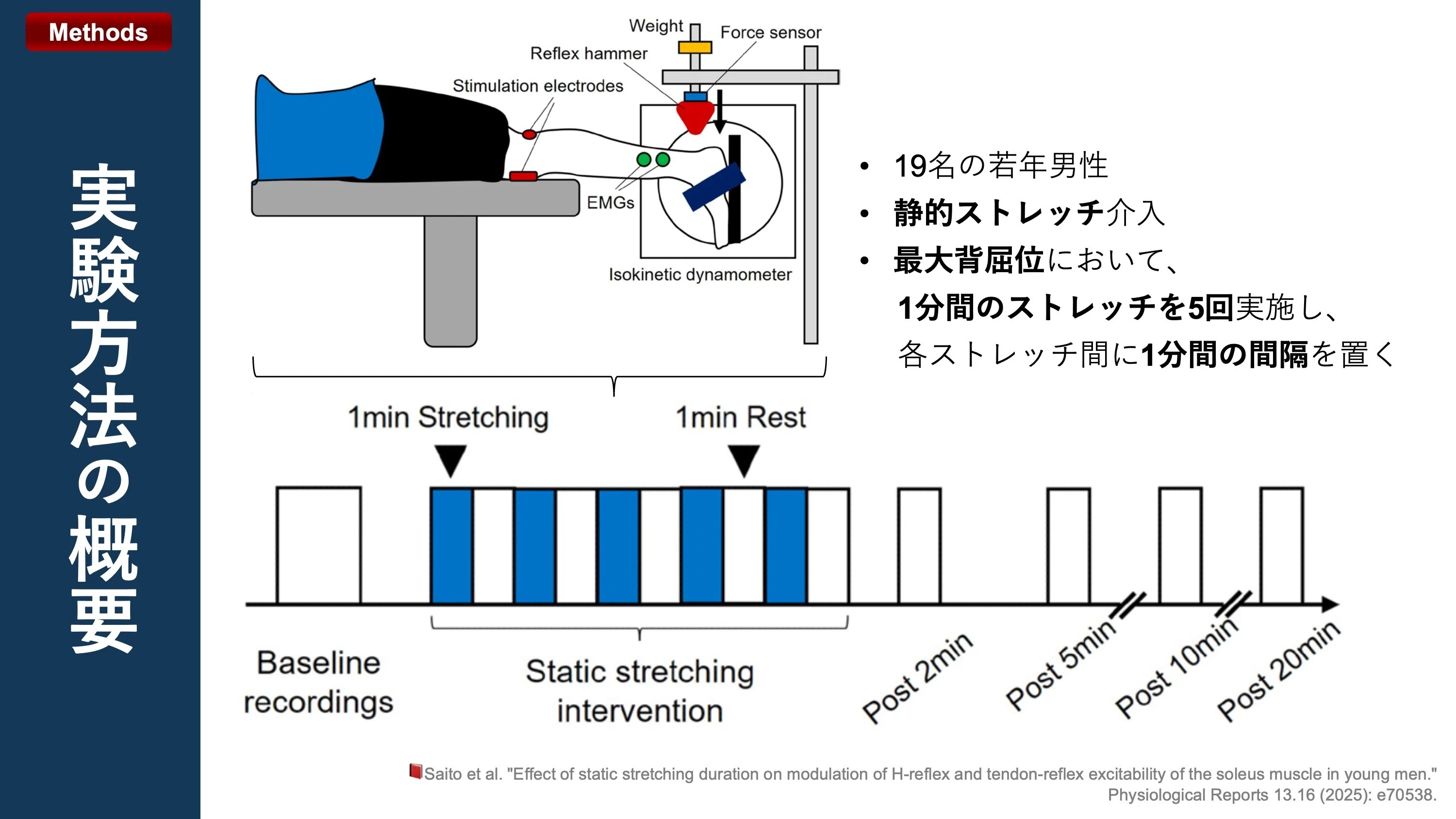ストレッチが筋紡錘感度に及ぼす影響｜Super Human | 理学療法士／保健