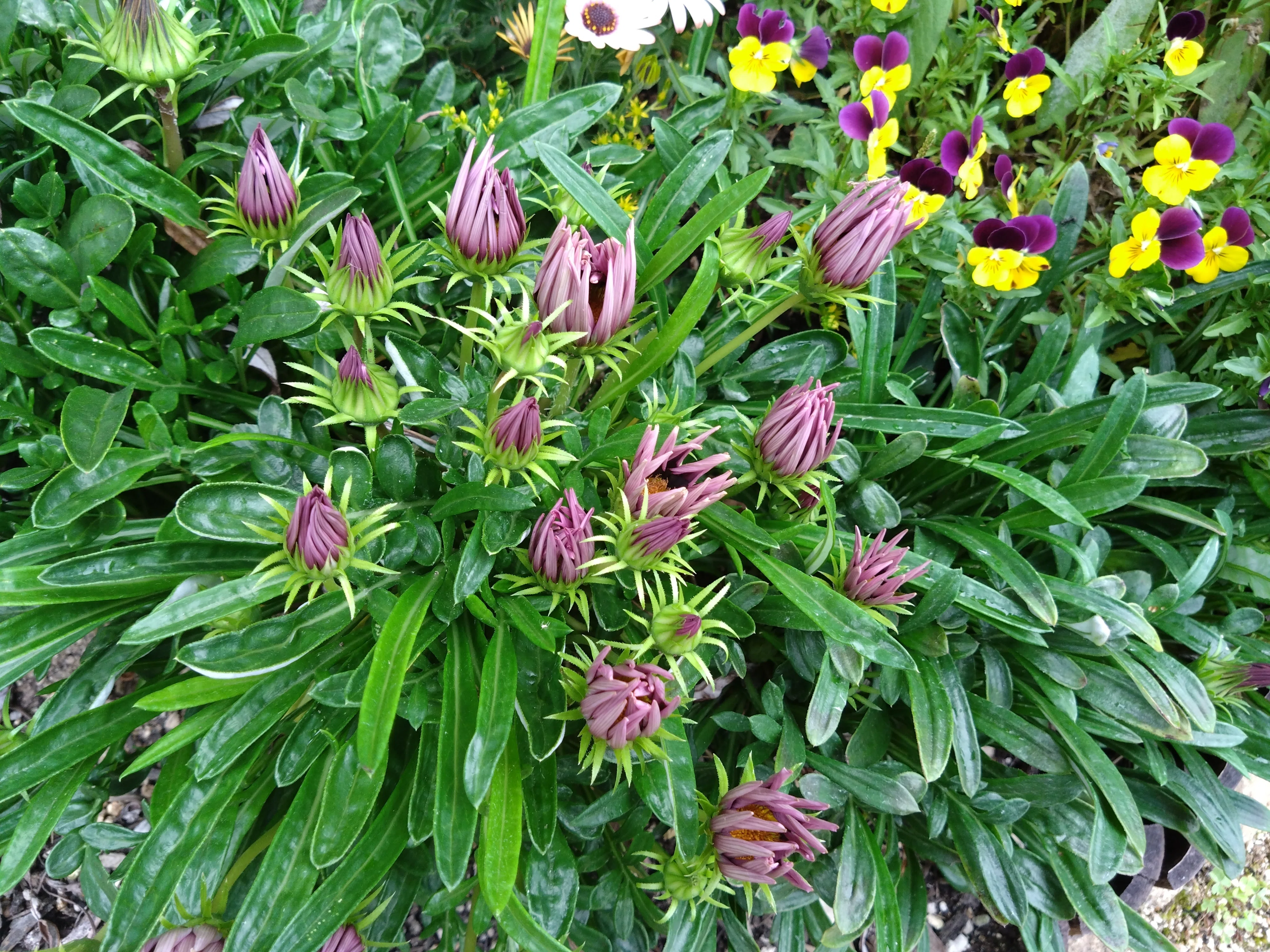 庭のお花が満開です。｜れいぴん✾
